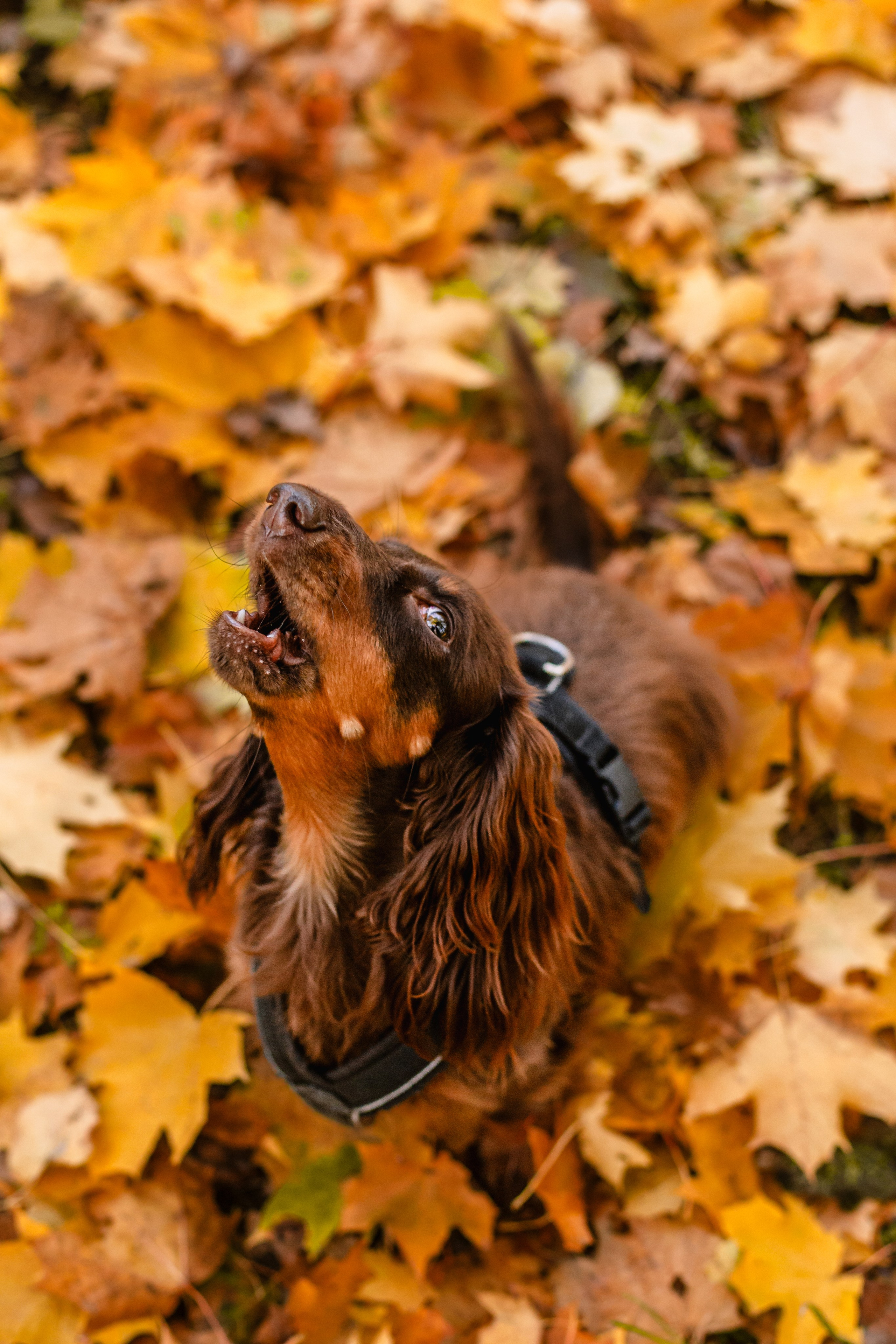 Света, Хайди, Богдана. Фотограф-анималист Татьяна Степанова