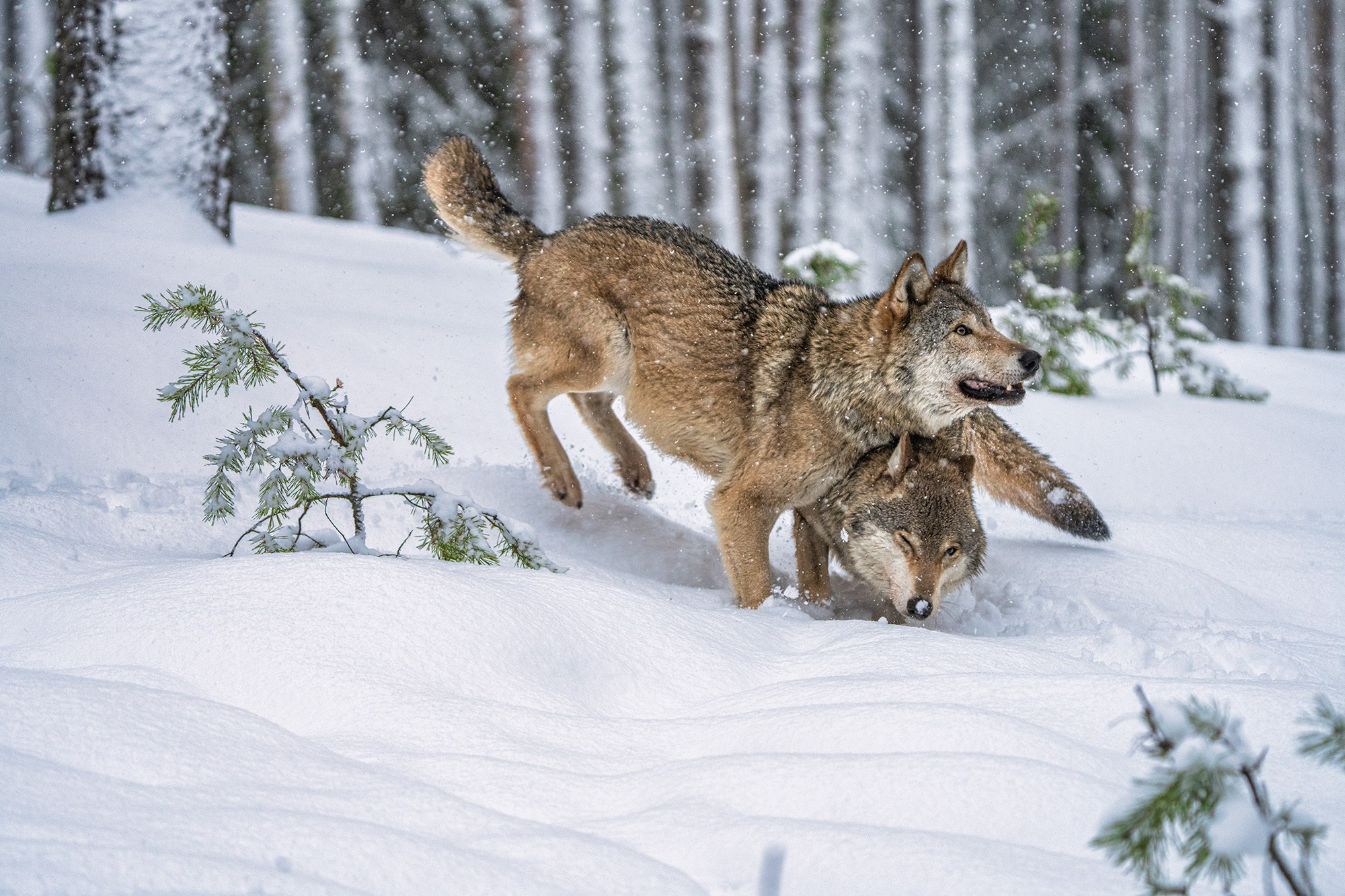Зимой в Белоруссии. Фотограф Владимир Остапенко