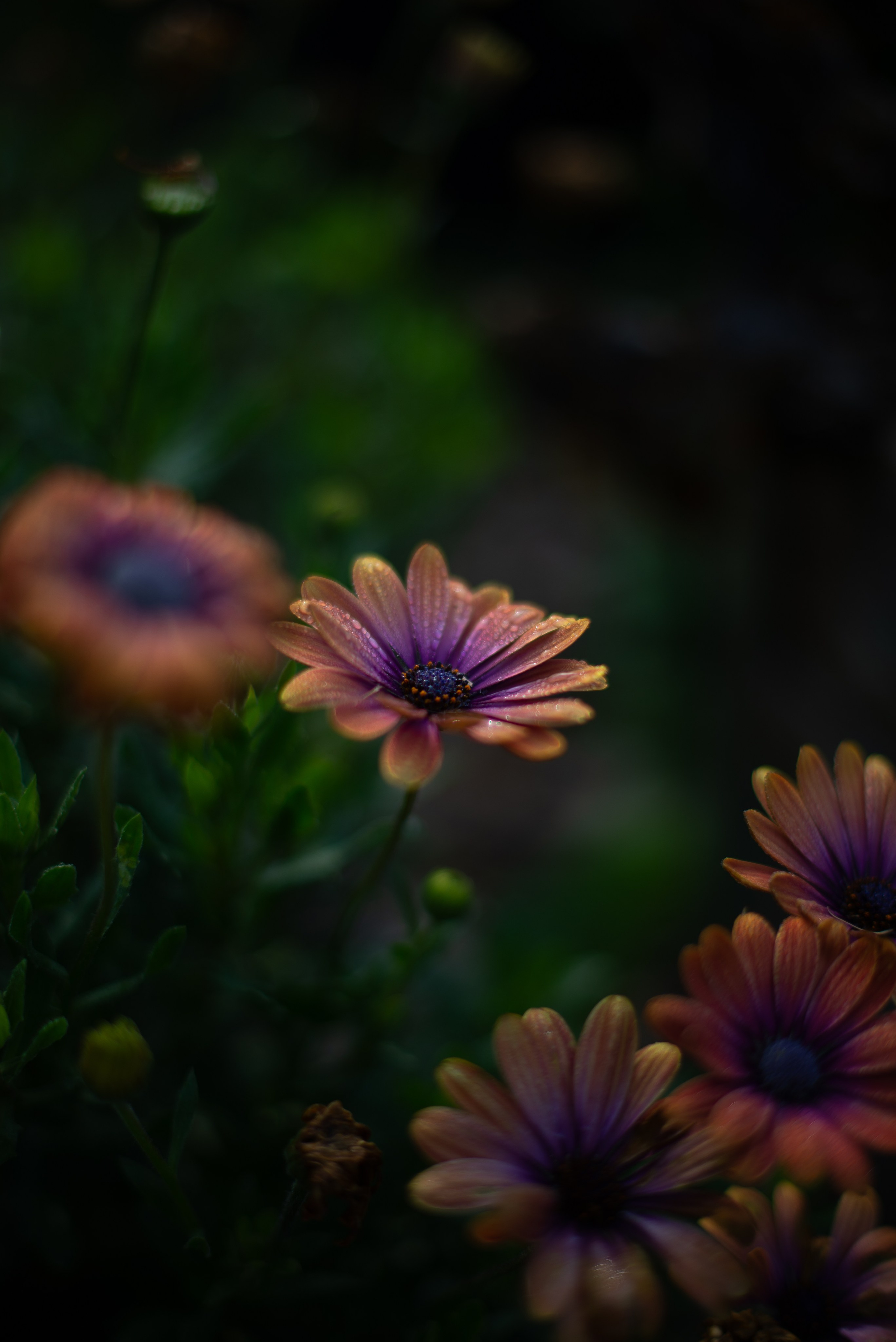 Цветы сада МГУ. Victoria Radjevna Репортажный Фотограф — Видеограф Москва • Санкт-Петербург