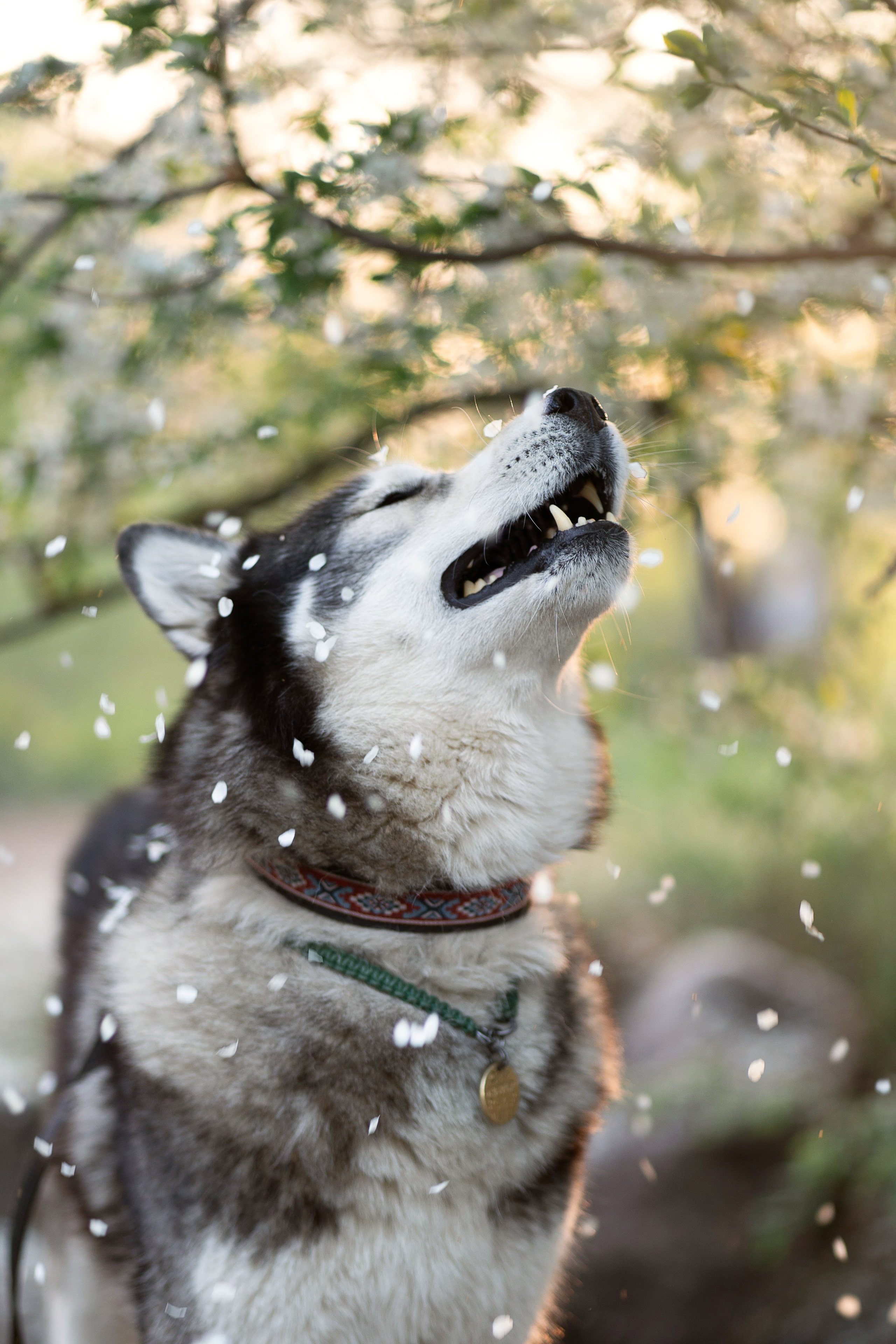Хвостики. Главная