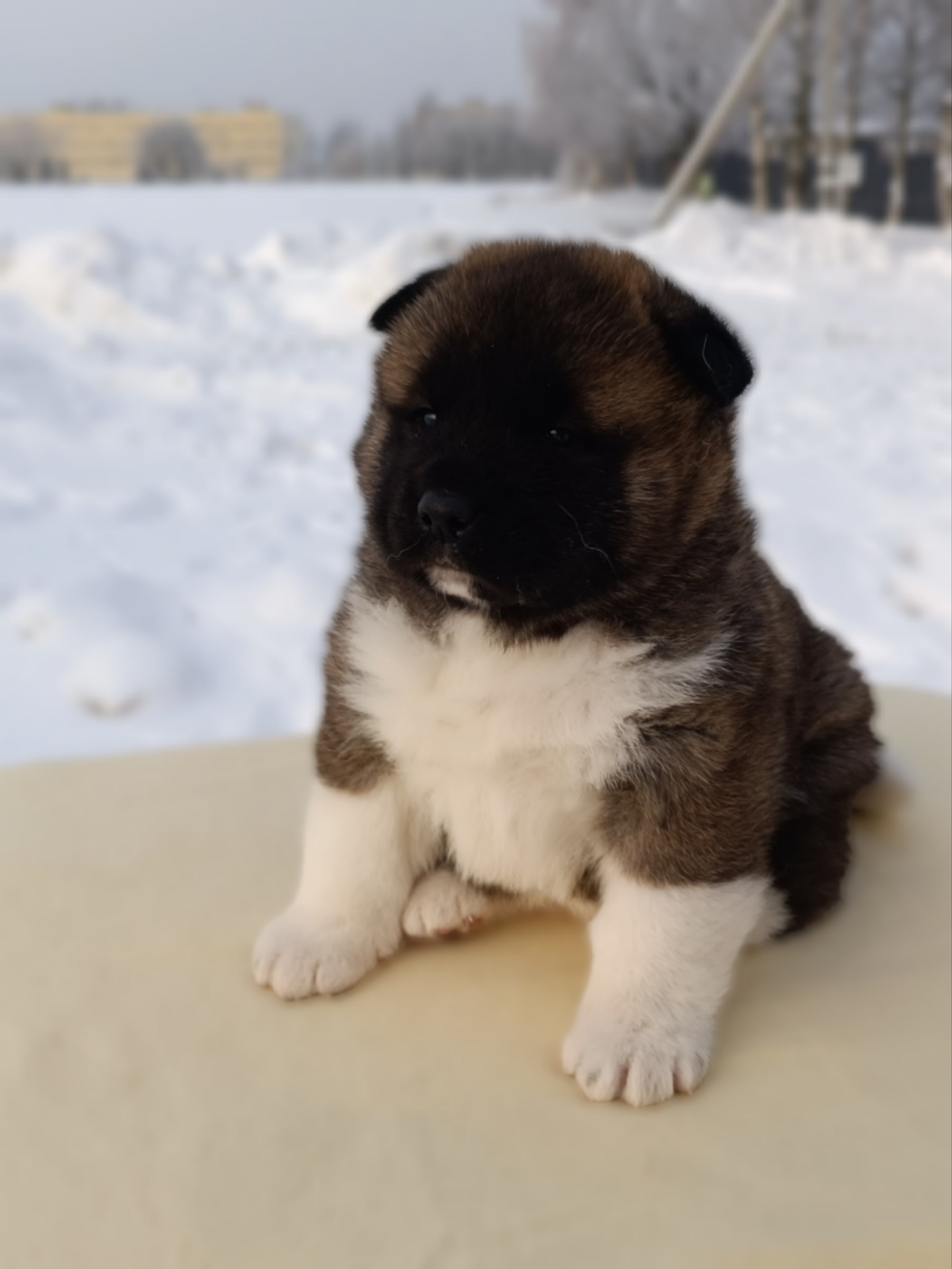 Rubylight Cirrus. Американская акита I Сиба ину I Питомник RUBYLIGHT