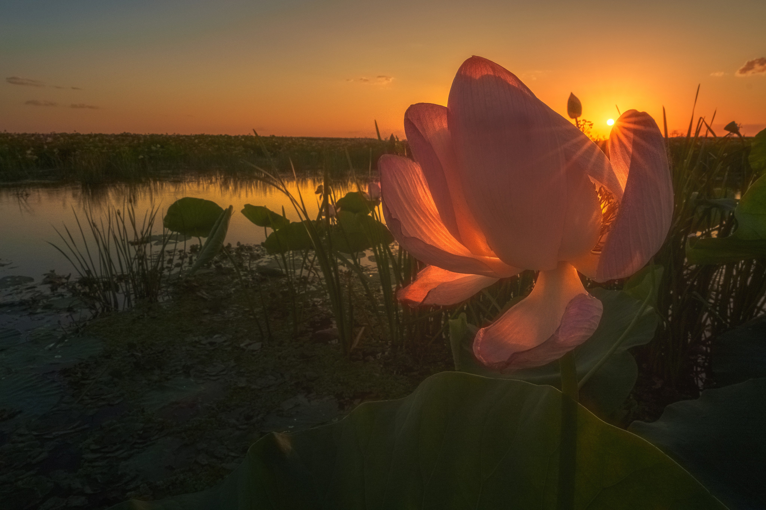 Золотые лотосы. Июль