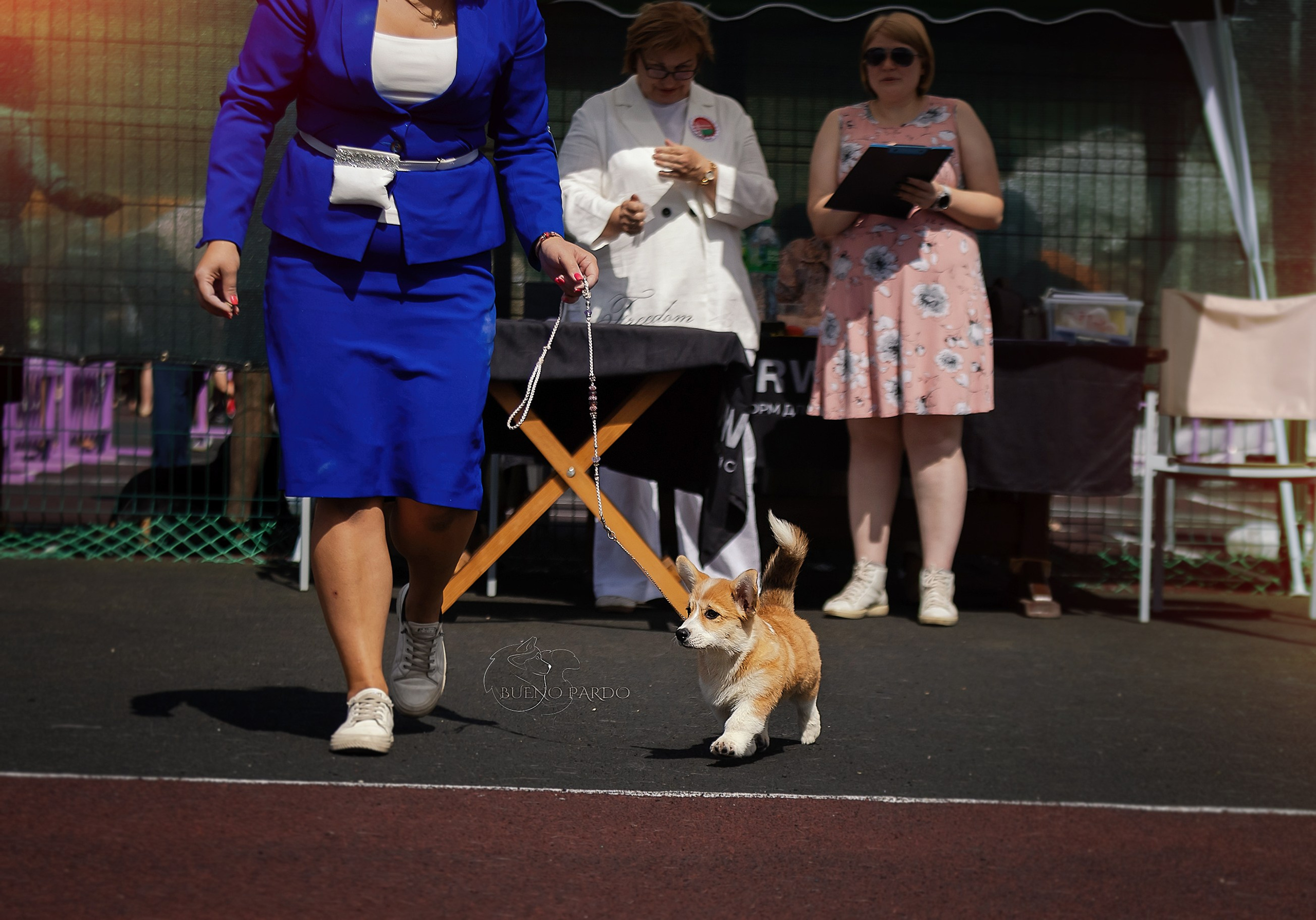 Фотосъемка собак, щенков, на выставках, фотограф анималист Россия воронеж. Питомник собак Акита, Хаски, Корги