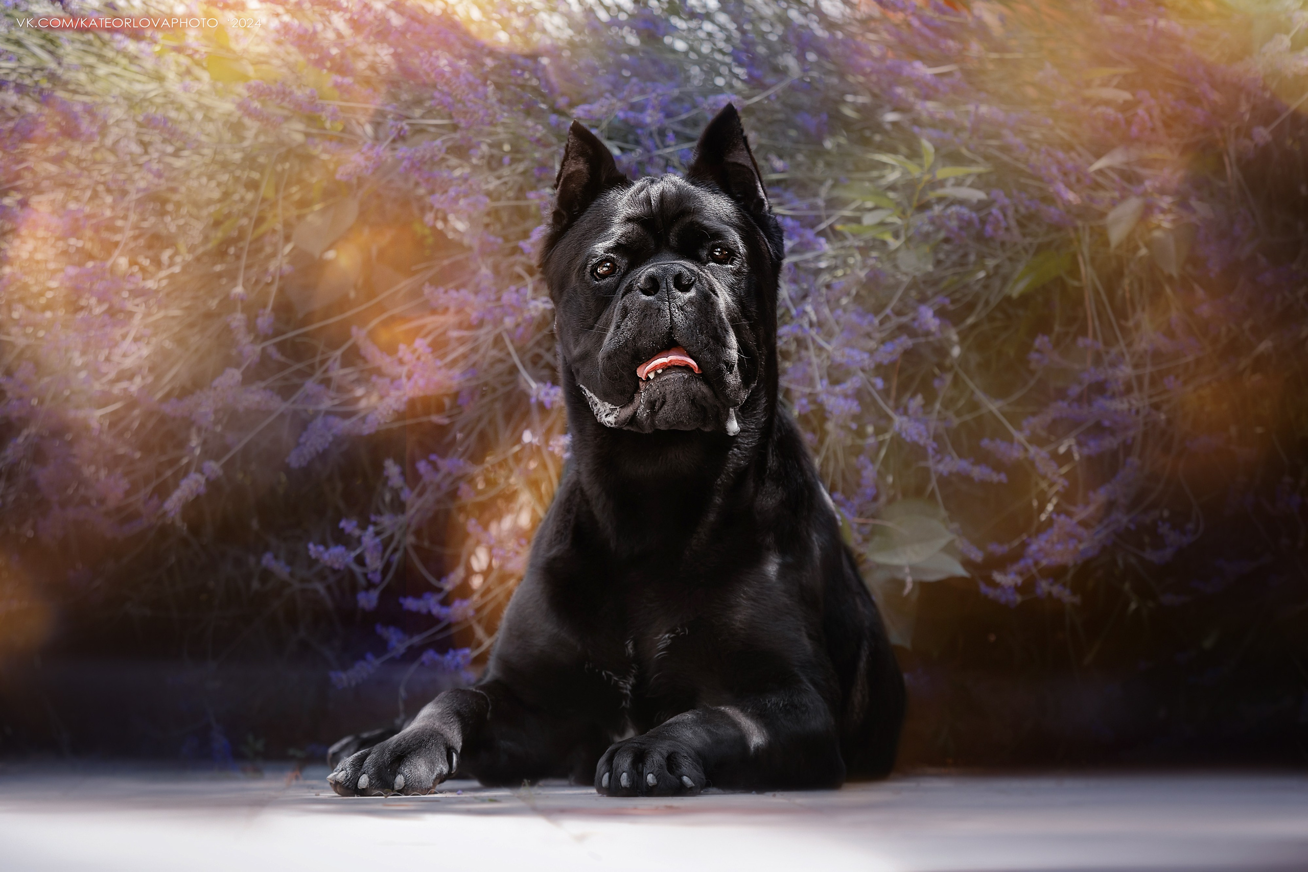 Фотосъемка собак, щенков, на выставках, фотограф анималист Россия воронеж. Питомник собак Акита, Хаски, Корги