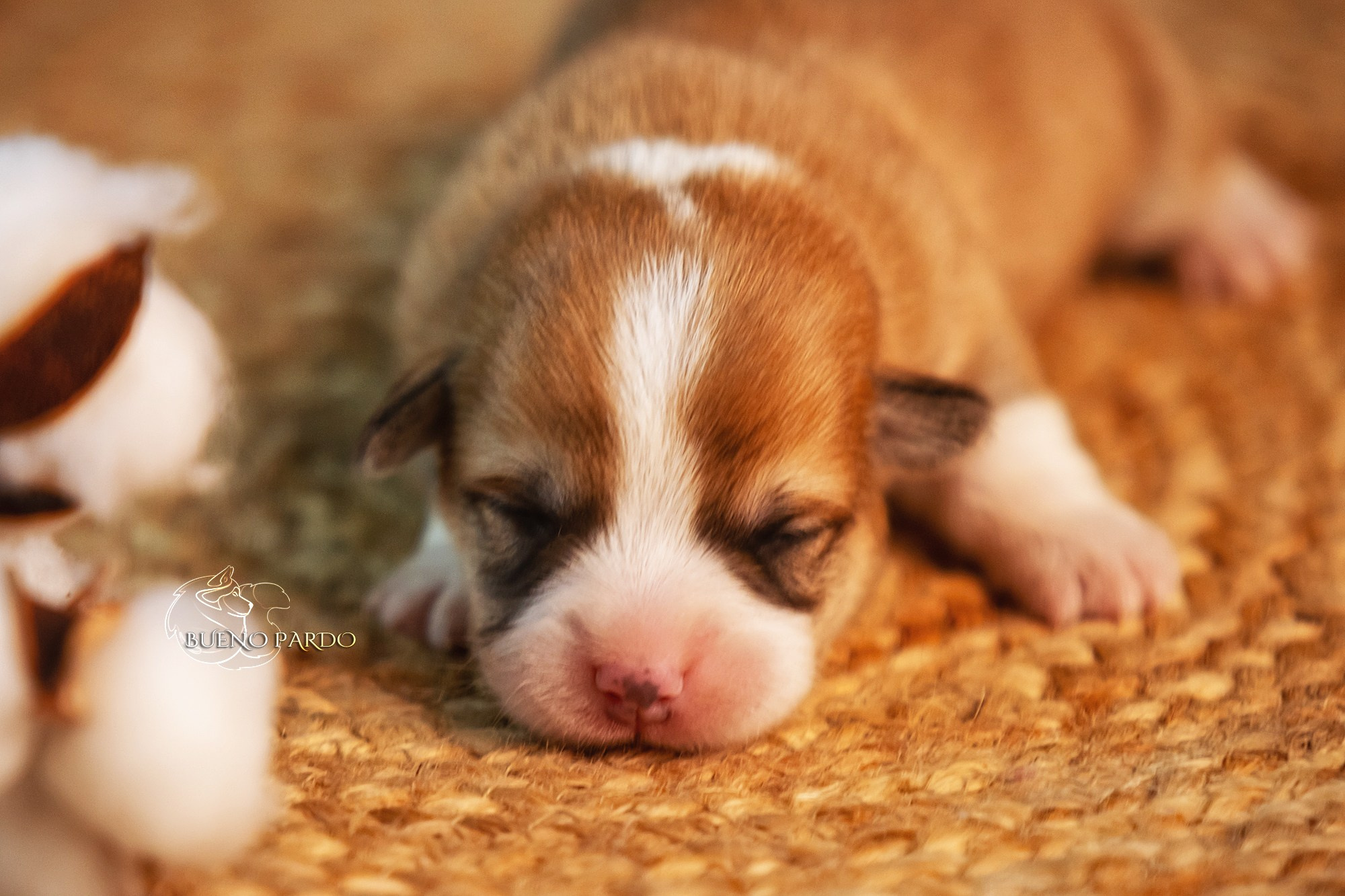 Щенки вельш корги пемброк из питомника. Питомник собак Акита, Хаски, Корги