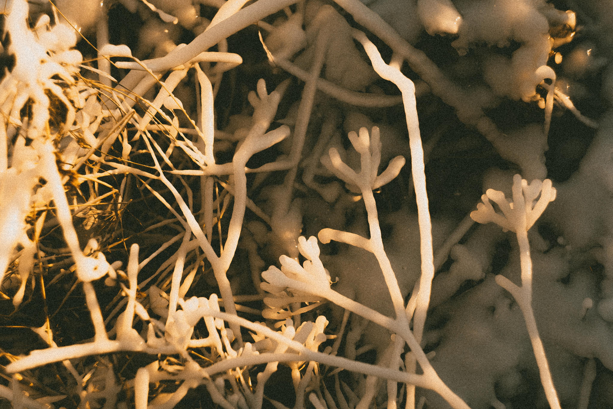 Зимнего солнца сны. Алиса Аницкая