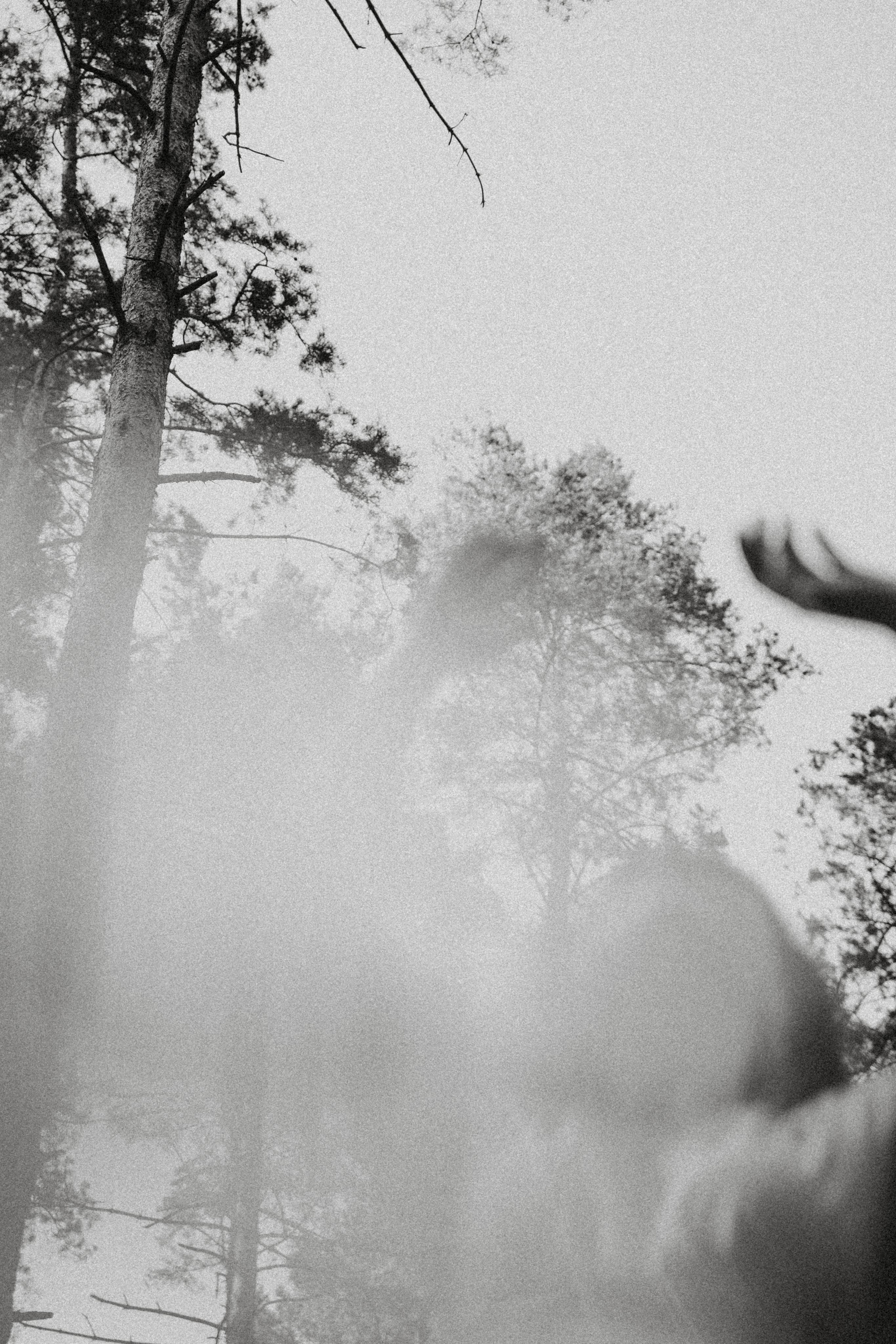 Алмазное небо. Алиса Аницкая