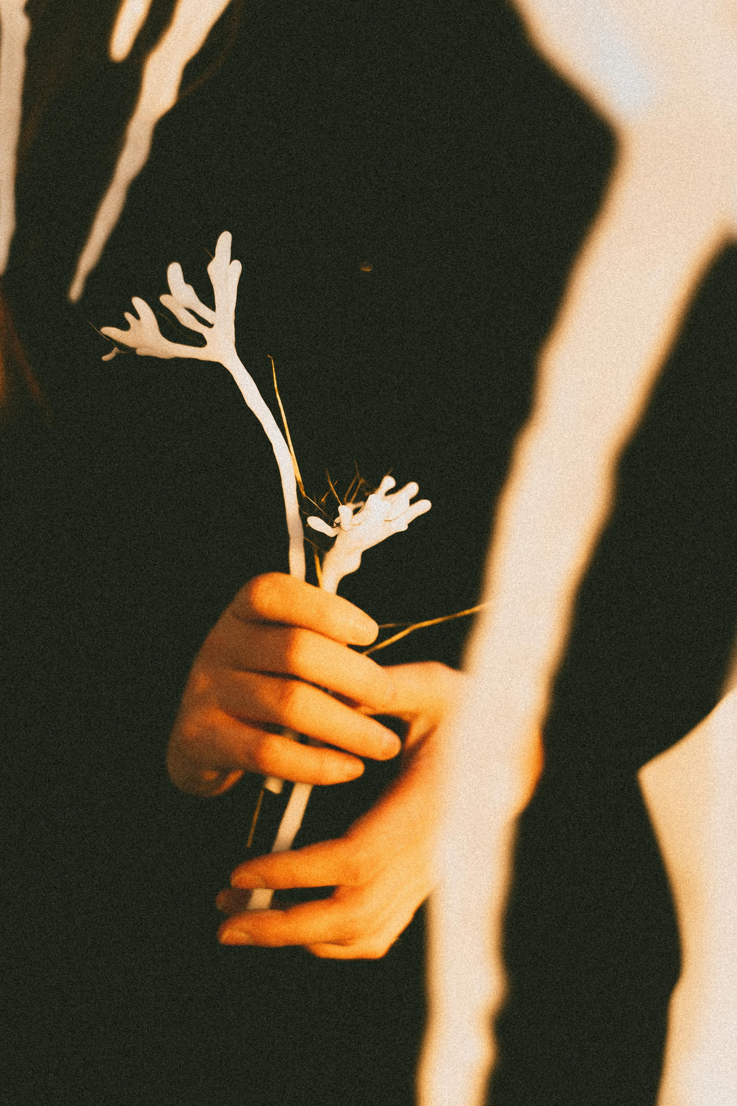 Зимнего солнца сны. Алиса Аницкая