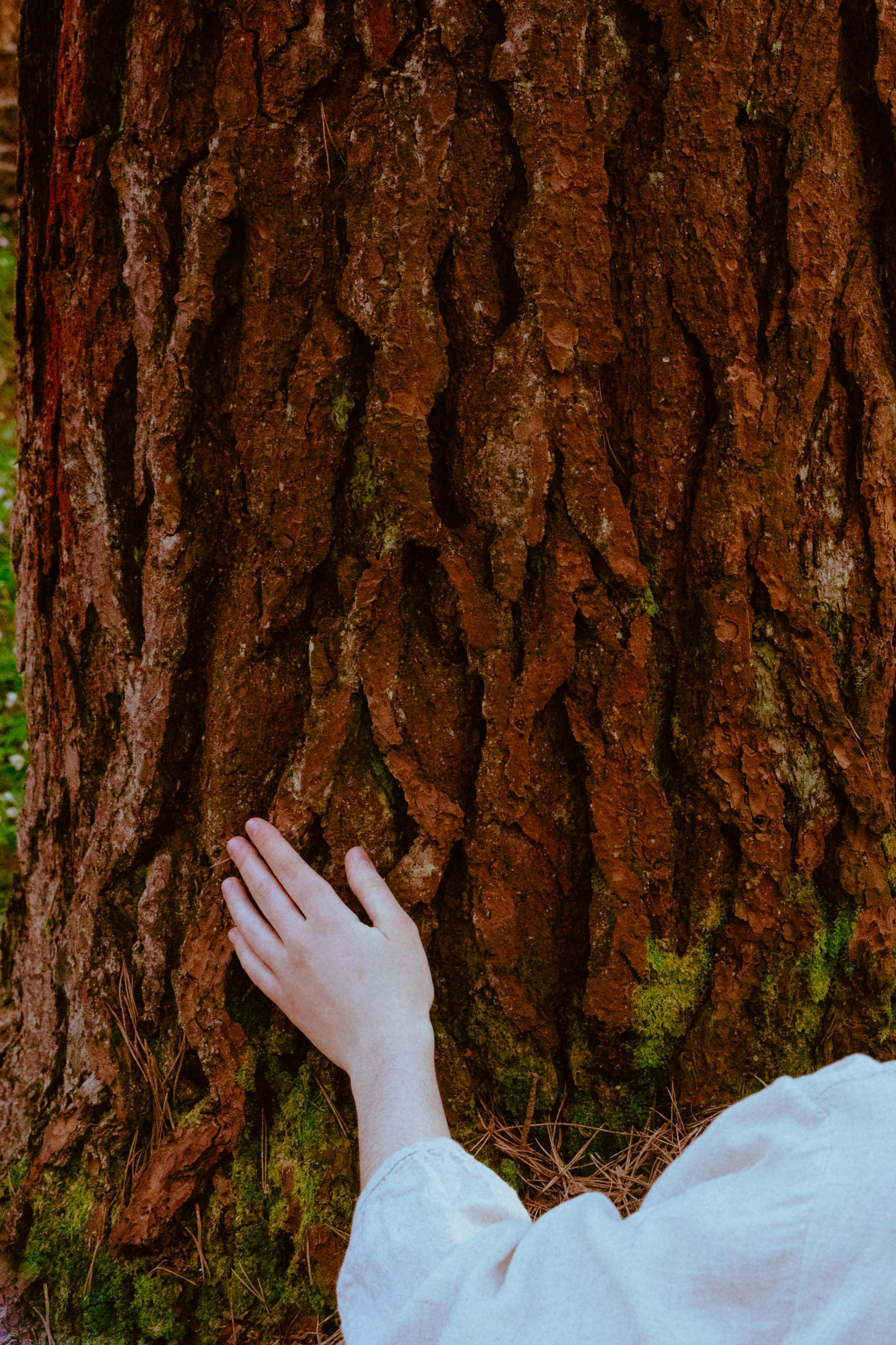 Алмазное небо. Алиса Аницкая