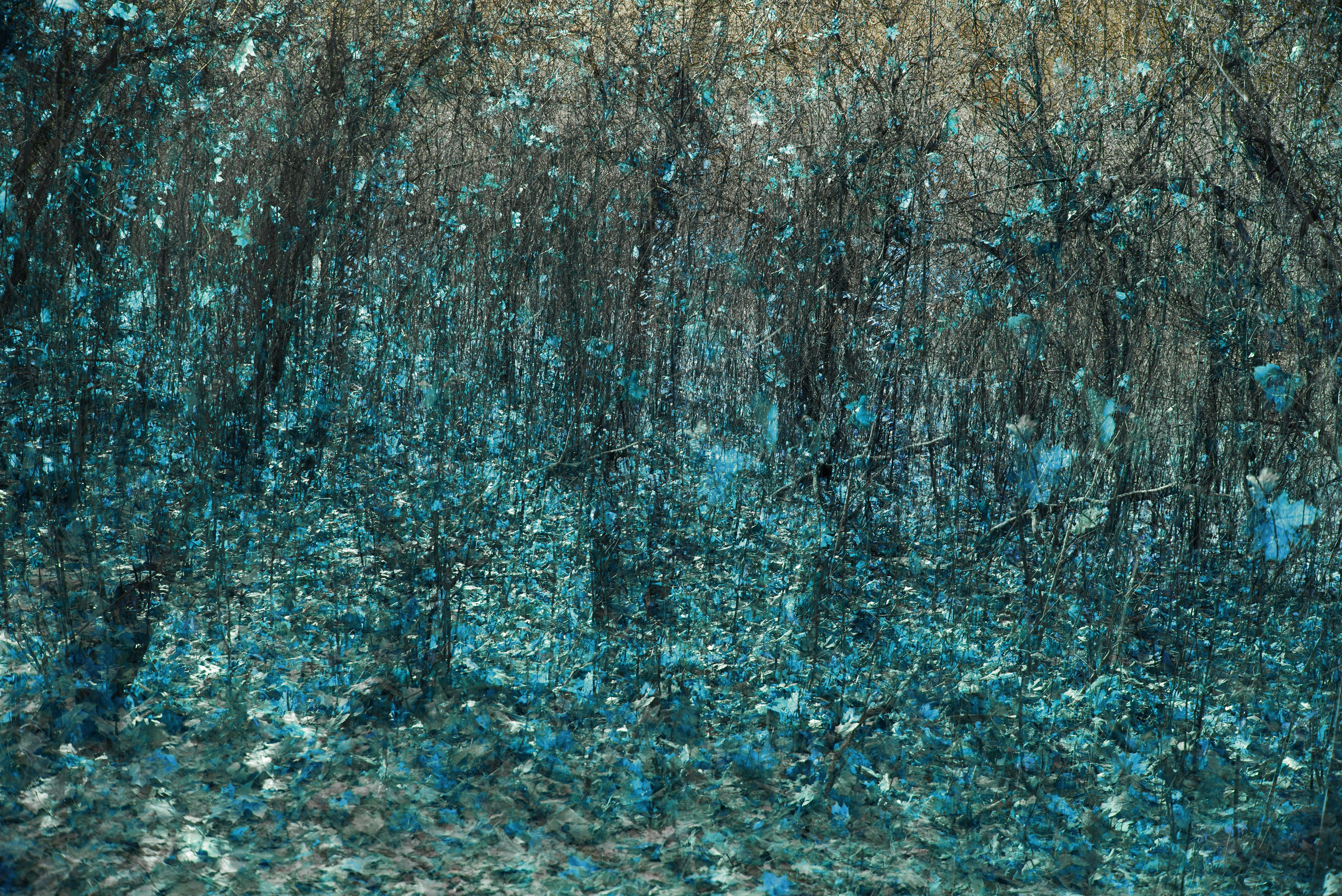 Talking to the forest (in progress). MAIN