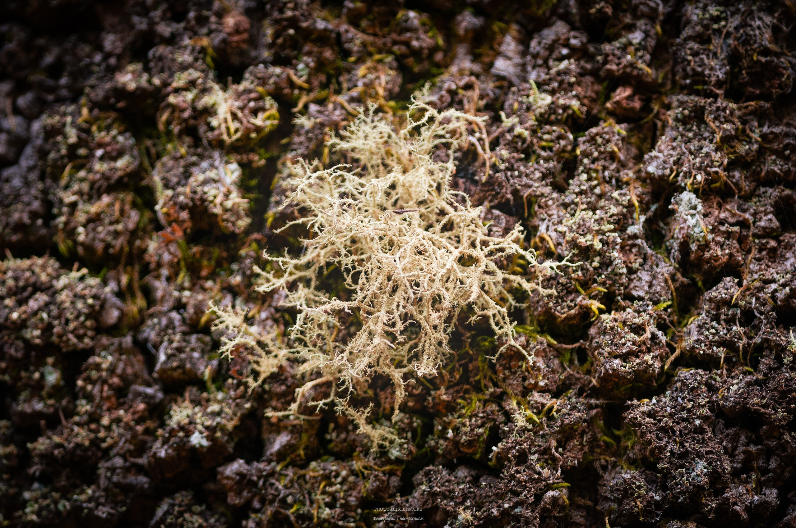 Осязаемая красота. Авторские стильные фотокартины