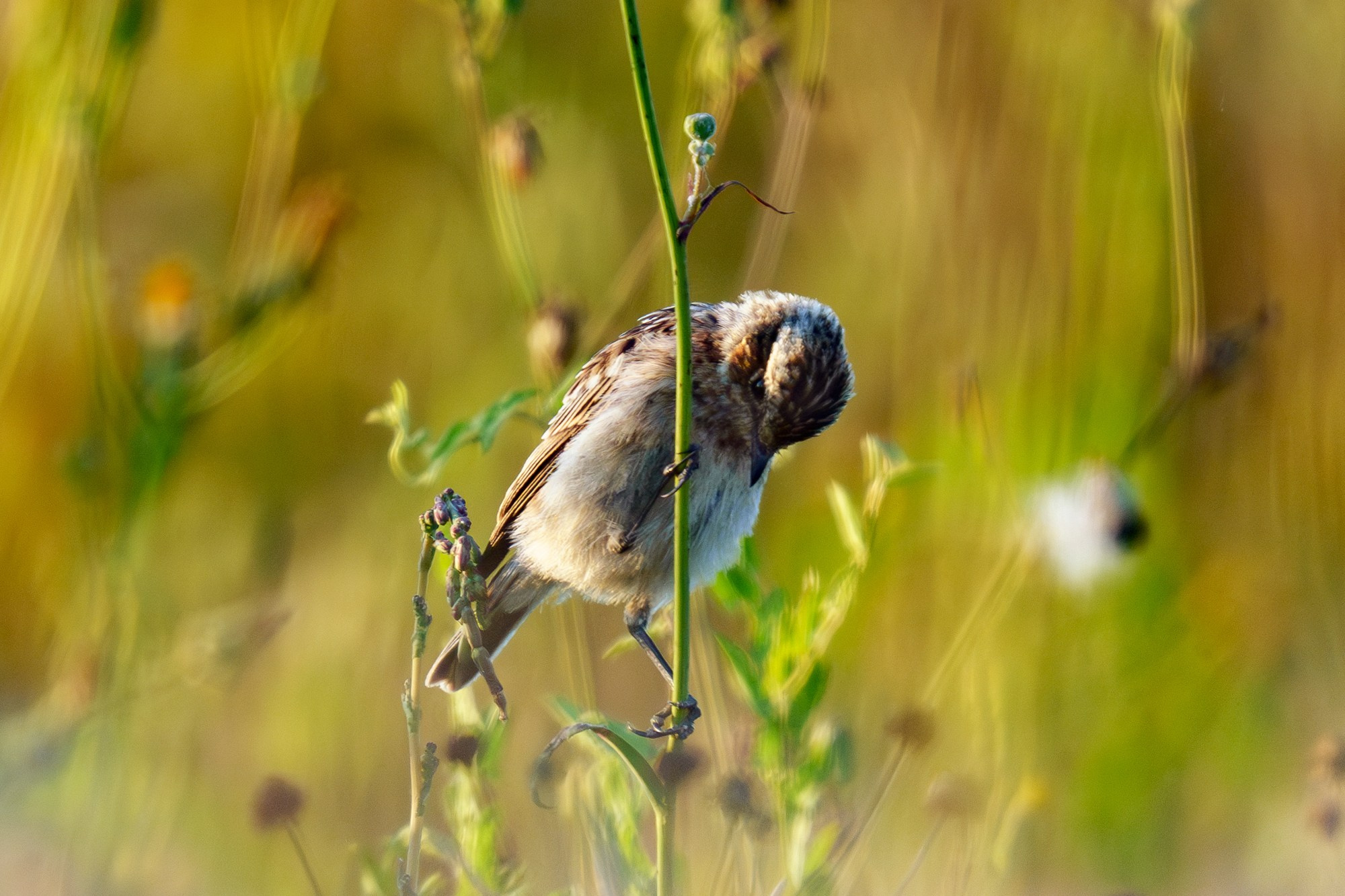 Удивительные мир птиц. Вокруг нас столько прекрасного — присмотритесь!. Ваш личный фотограф Марина Волкова