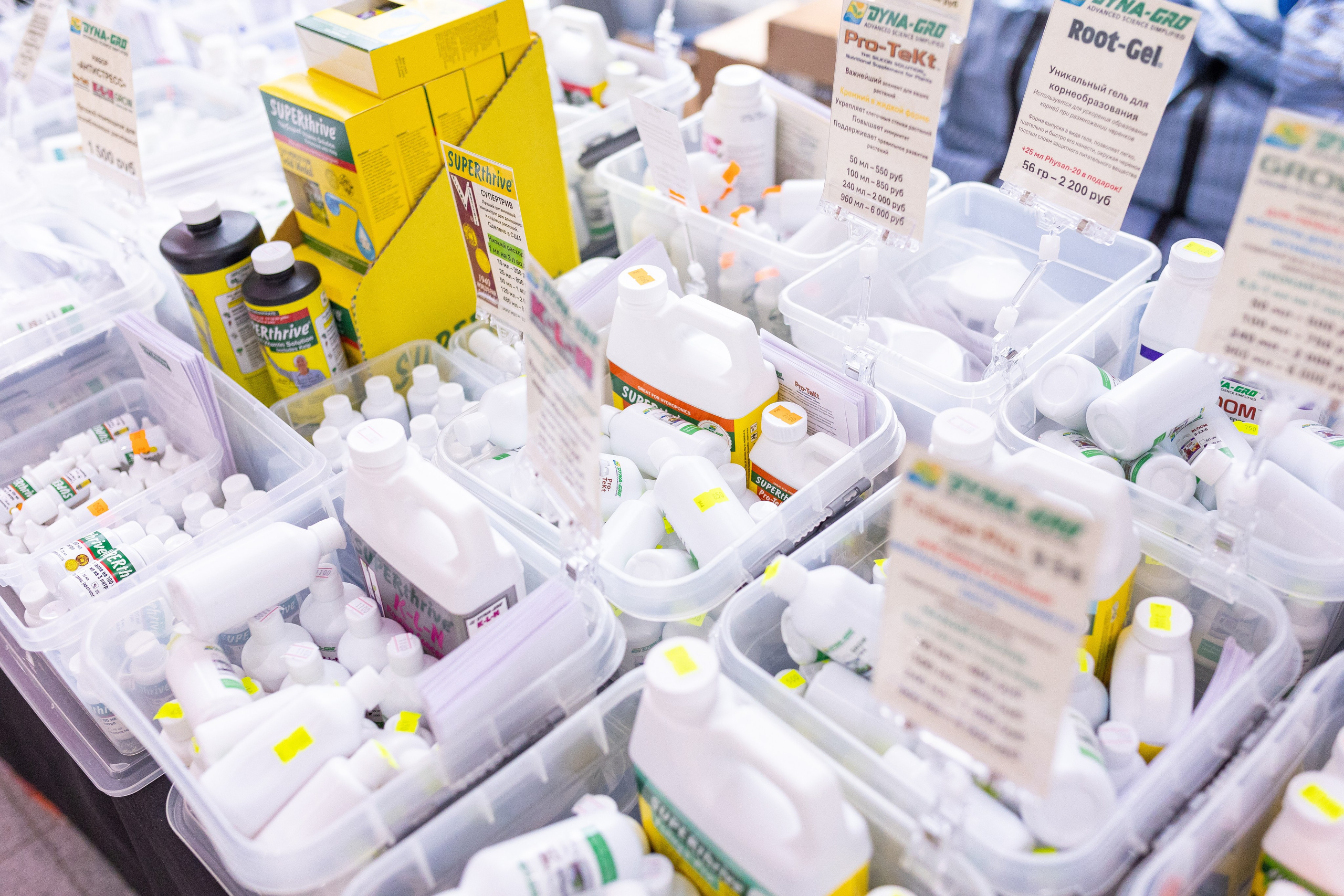 Орхидиум май 2025. Александра Куликова фотограф, Москва