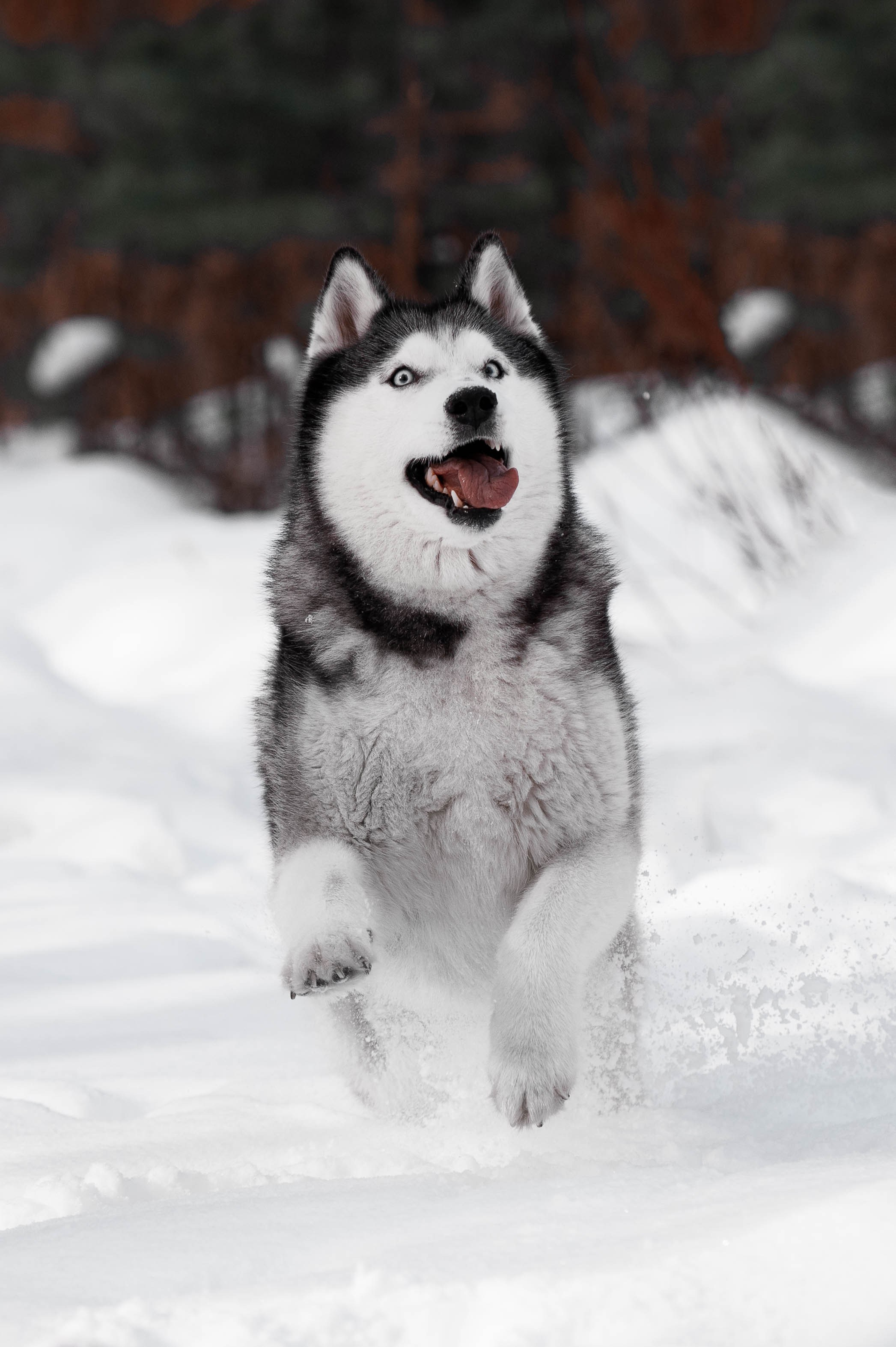 Шанель. Фотограф-анималист
