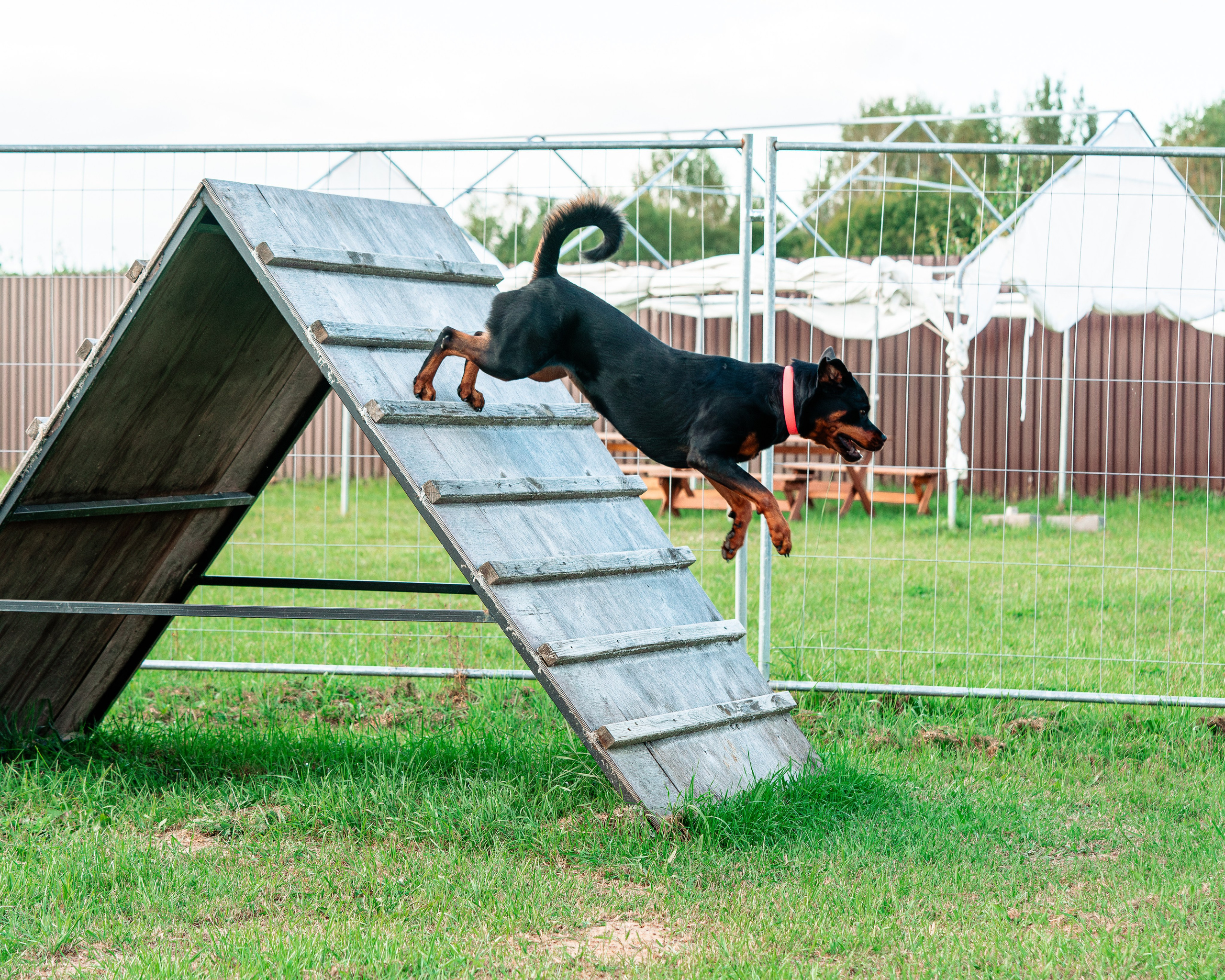 Ваш путь к ПОБЕДЕ (ТРЕНИРОВКИ). Фотограф-анималист, семейный фотограф в Москве и Подмосковье. Фотосъёмка кинологических дисциплин