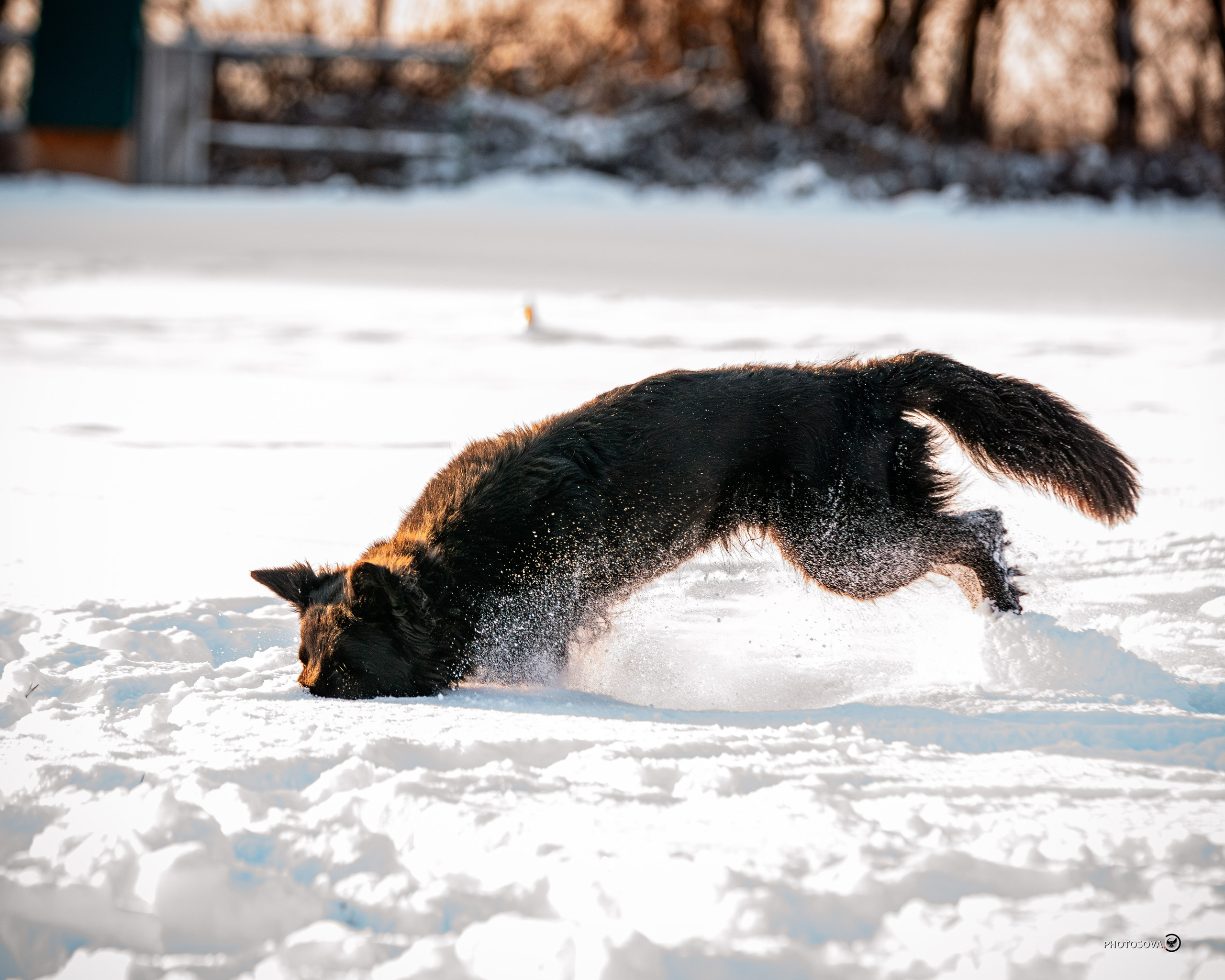 ФОТОПАМЯТЬ ВАШИХ ЭМОЦИЙ. Фотограф-анималист, семейный фотограф в Москве и Подмосковье. Фотосъёмка кинологических дисциплин