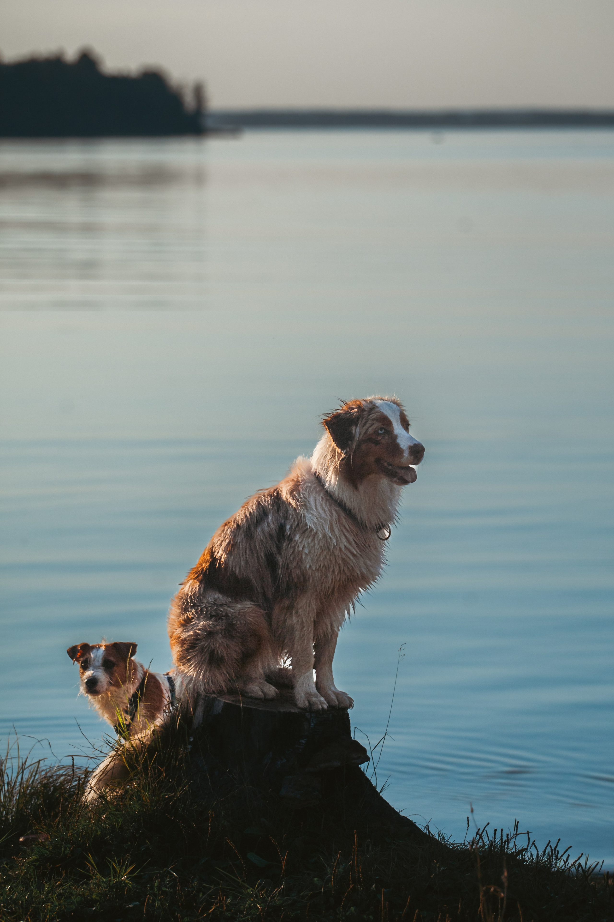 Фотопрогулка в Ленобласти. Фотограф-анималист Татьяна Степанова