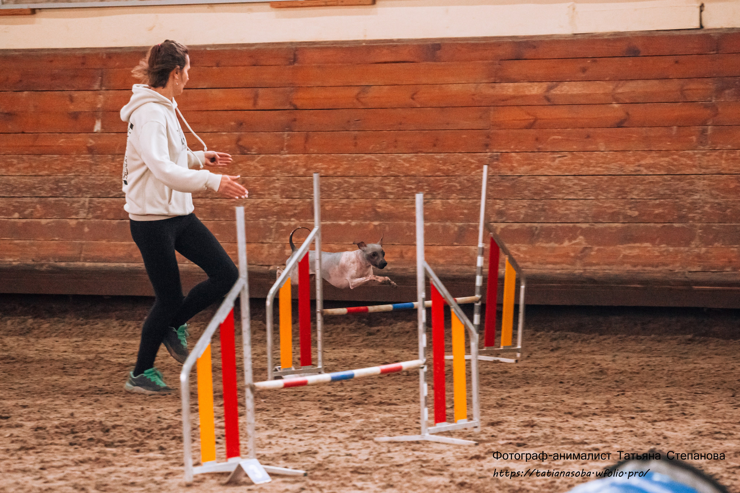 Соревнования по Аджилити 25.02.2024. Фотограф-анималист Татьяна Степанова
