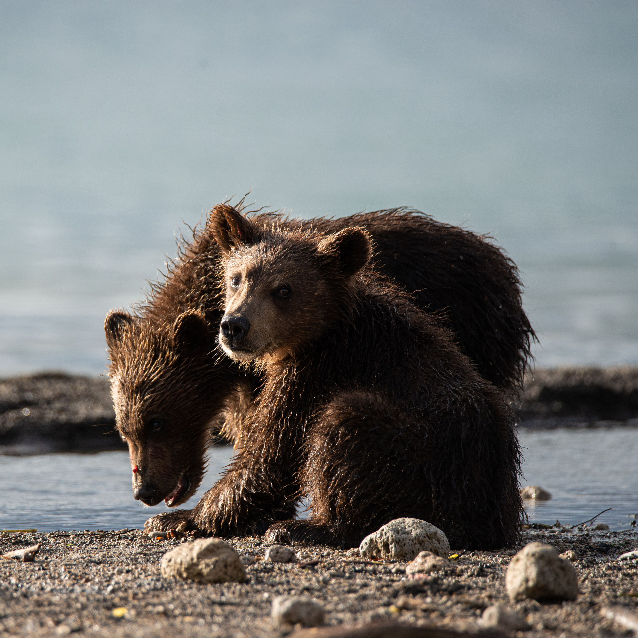 Камчатка — земля медведей. Игорь Иванко — Репортажный и событийный фотограф. Москва