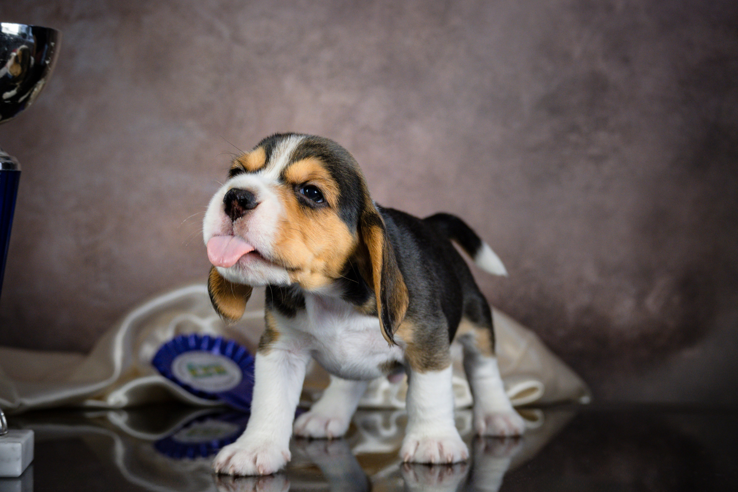 Фотосессия щенков бигля. Фотограф анималист в Санкт-Петербурге Таша Крейв