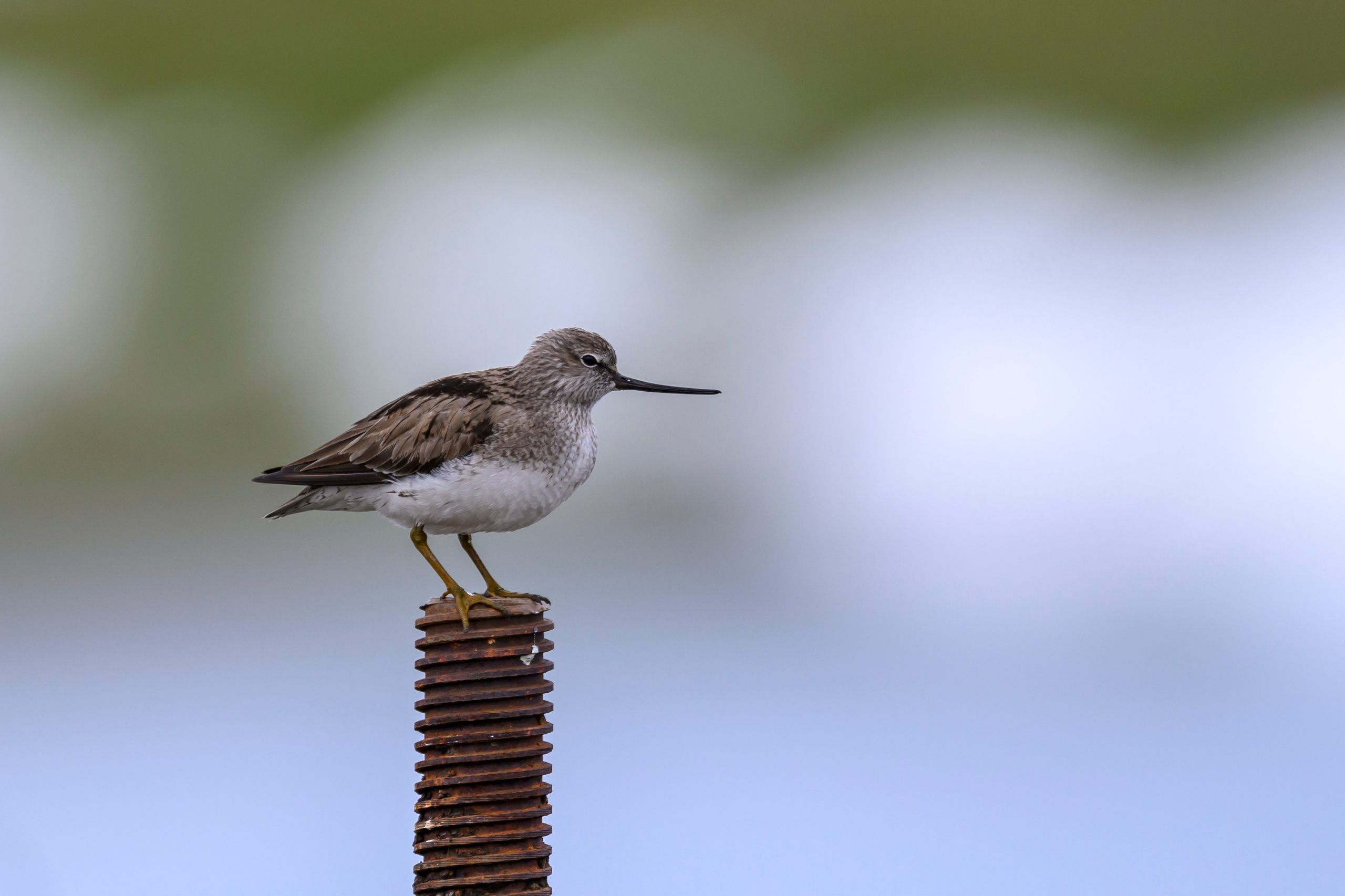 Пустельга и мородунка. Wildlife photography by Sergey Puponin