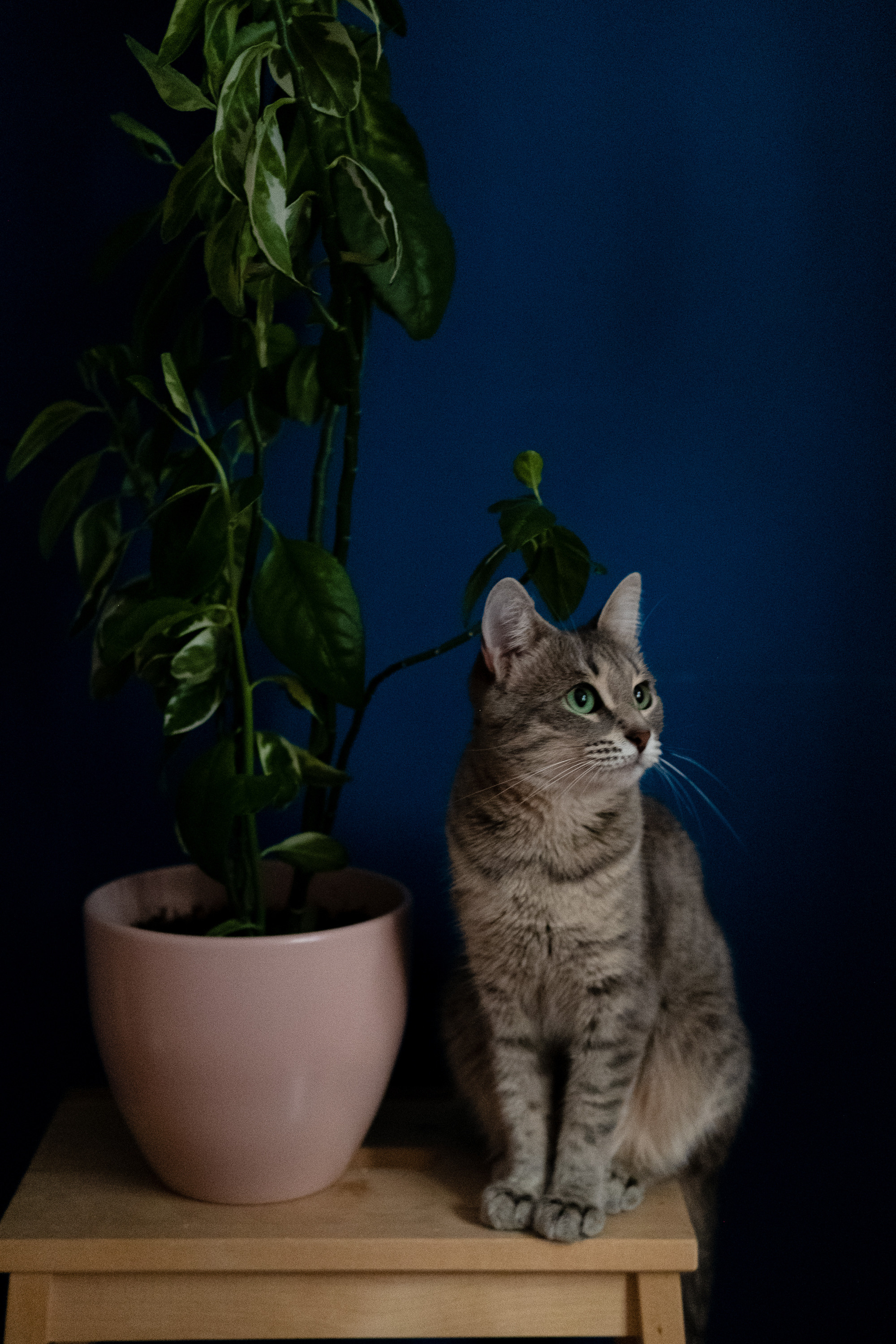 Катрин, Коша и их зелёные друзья. Фотограф Ёля Ильясова Оренбург