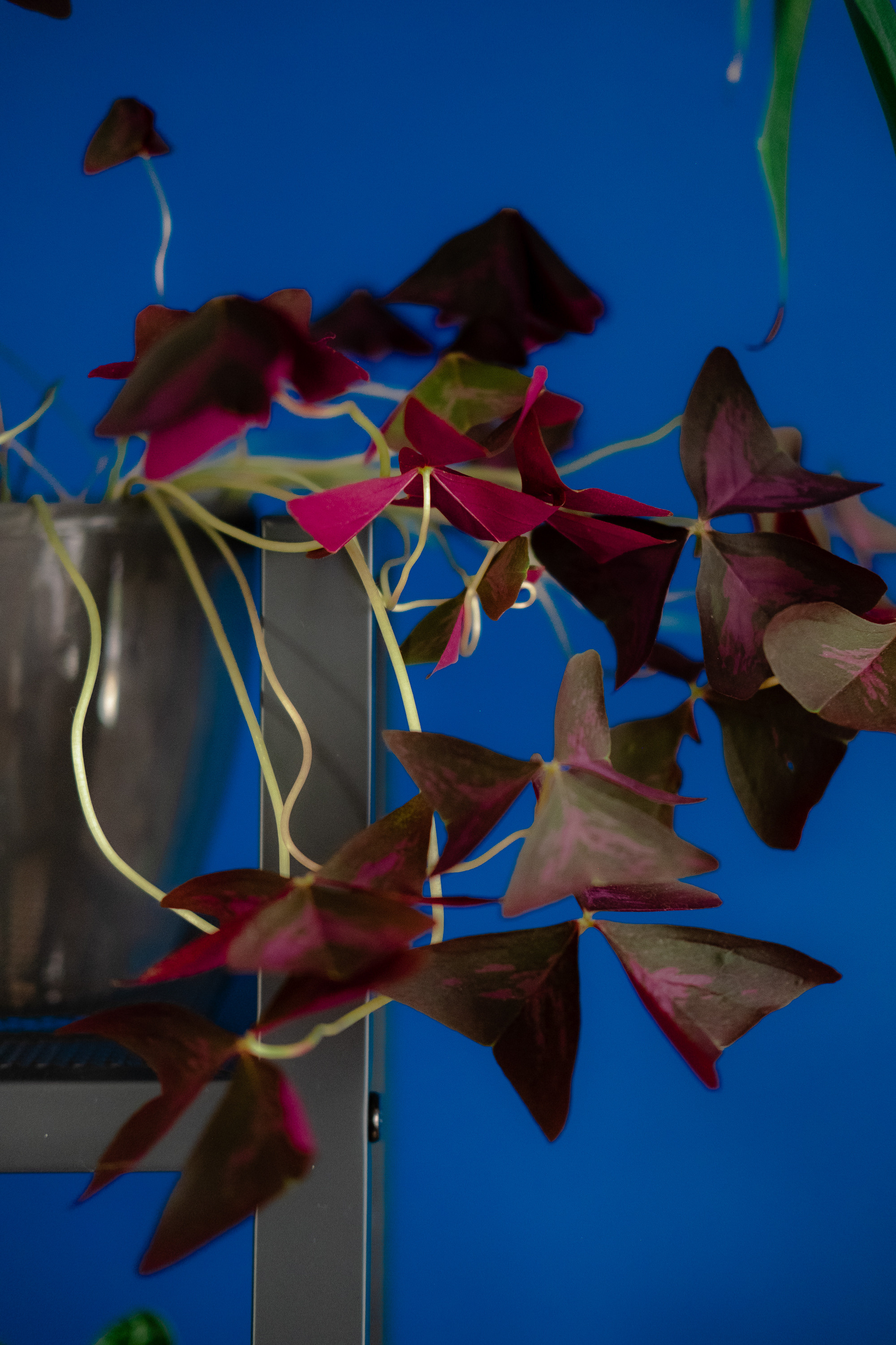 Катрин, Коша и их зелёные друзья. Фотограф Ёля Ильясова Оренбург