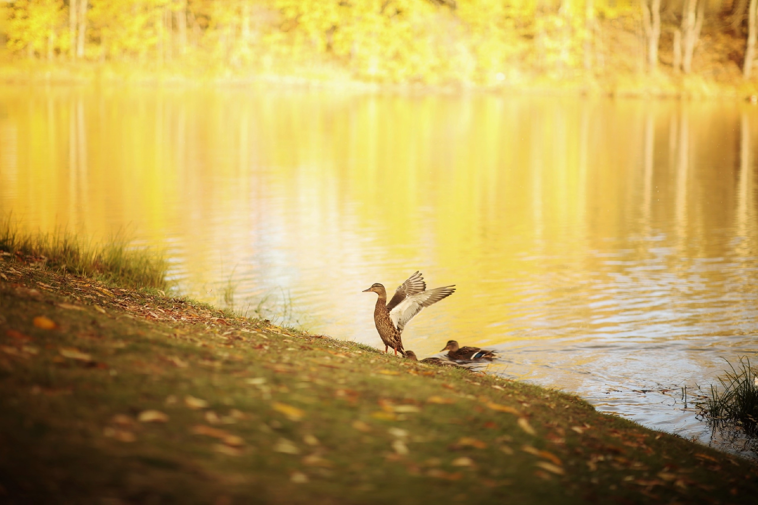 Осень. Фотограф в г. Сургуте Марина Киприна