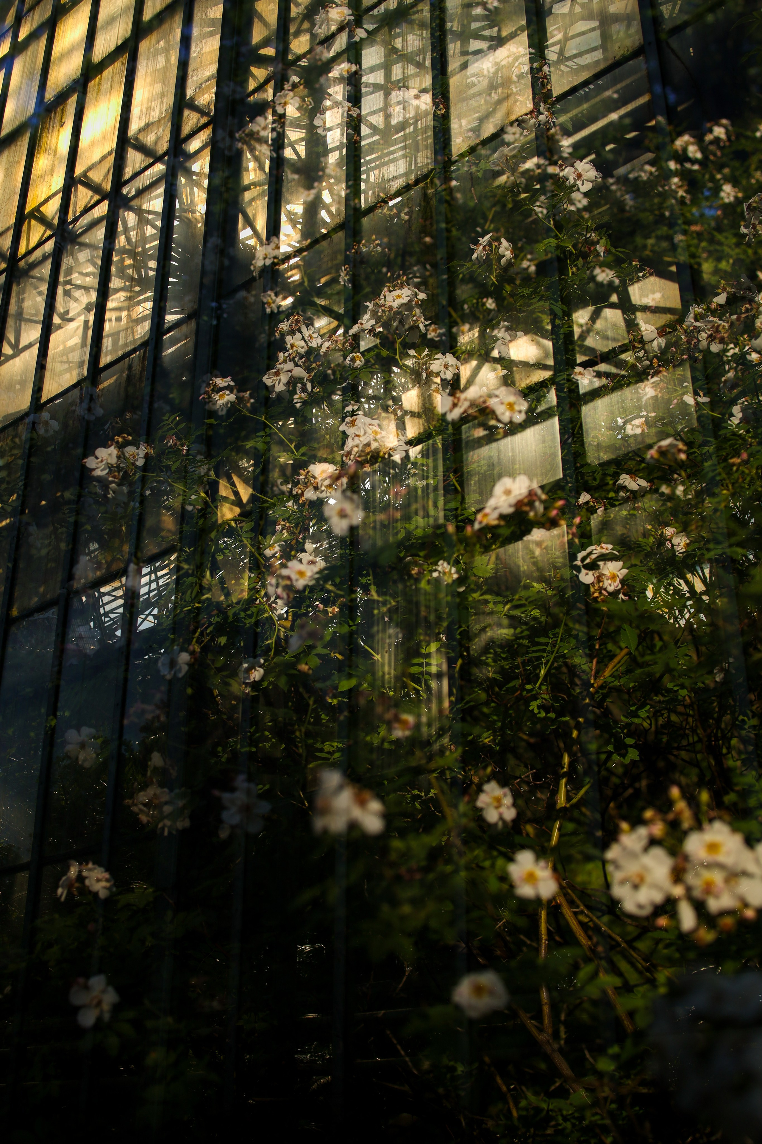 Природа &. Фотохудожник в СПб