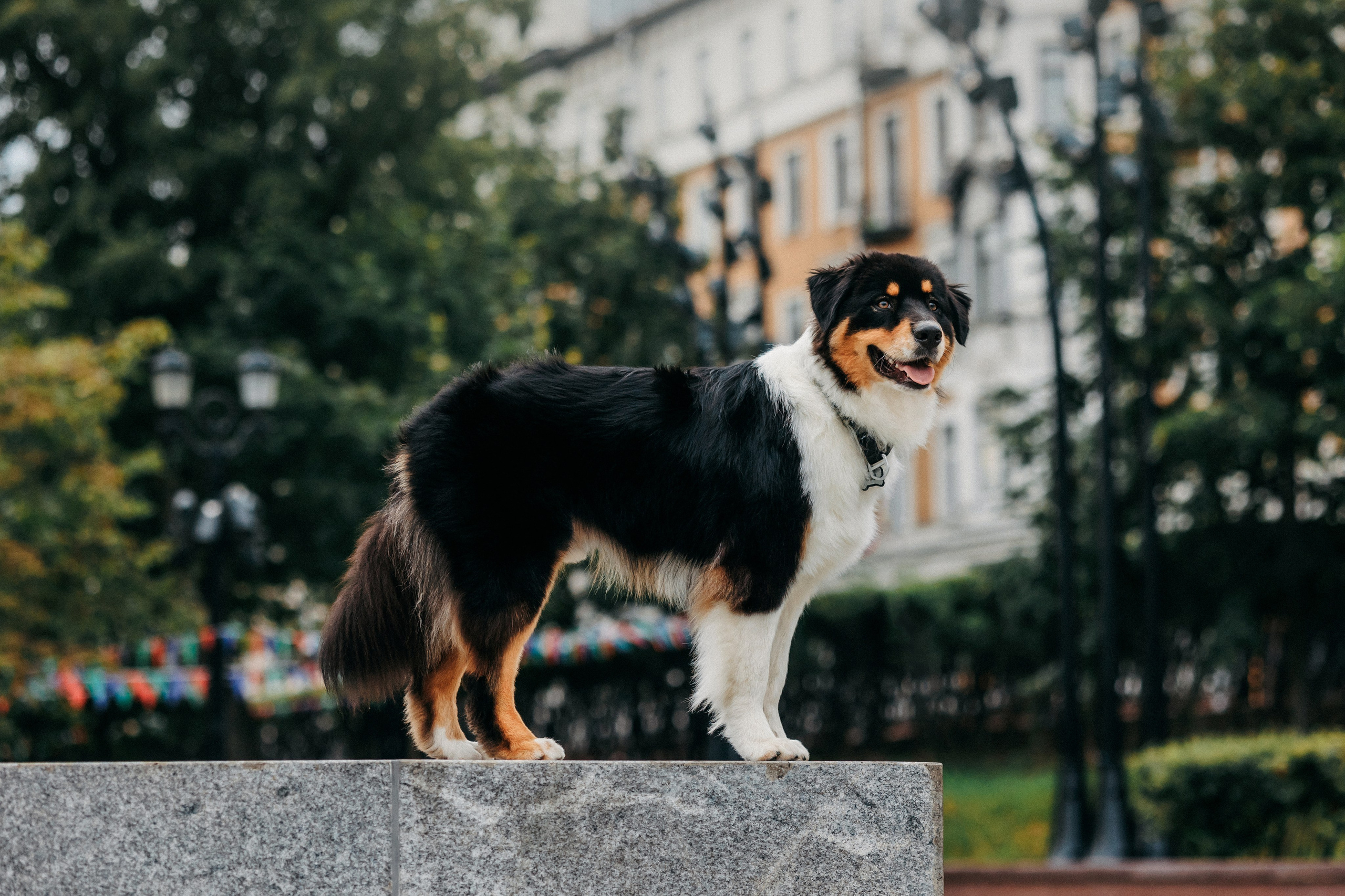 Лена и Рэй. Фотограф-анималист Елена Радченко, Москва