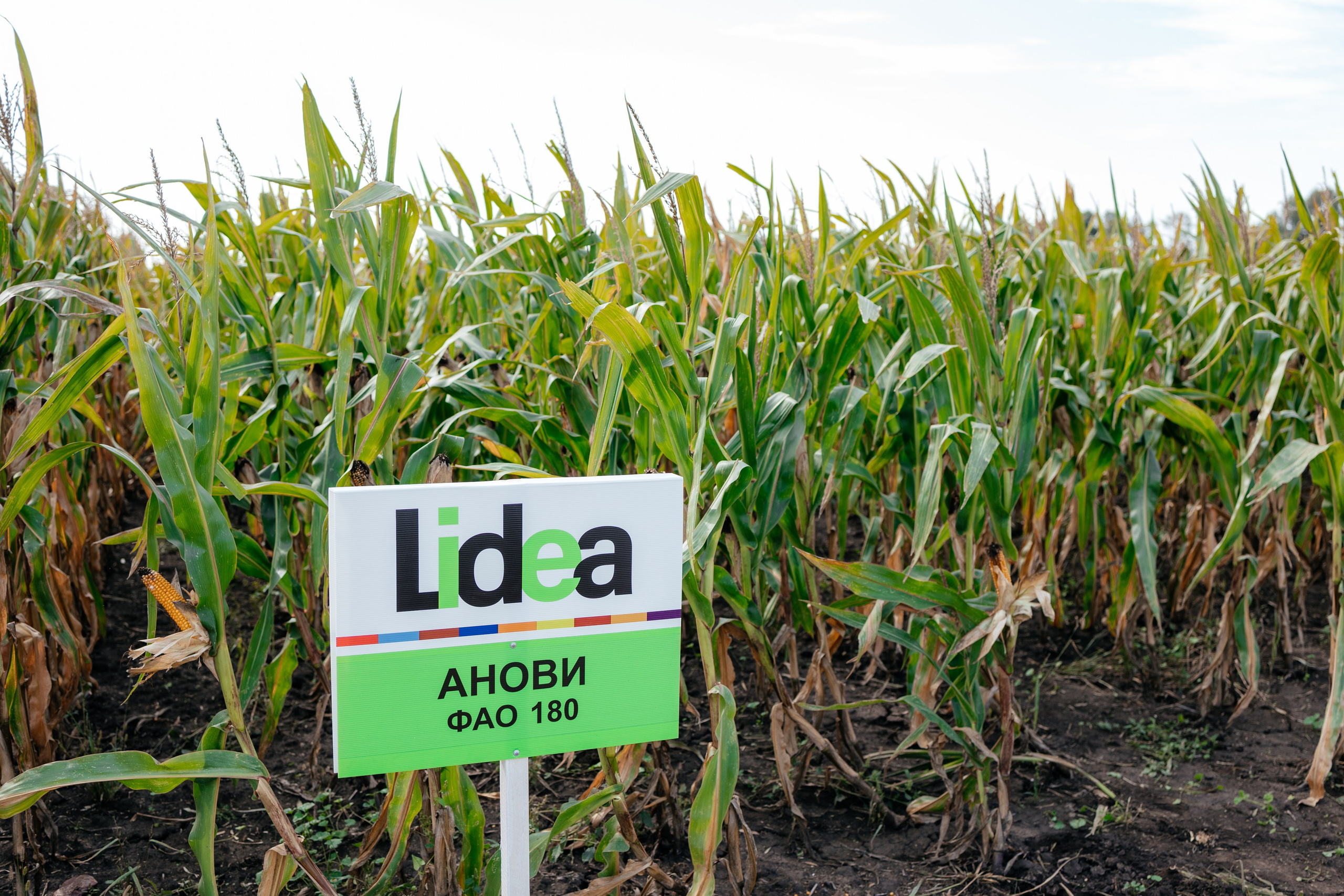 День поля. Фотограф Крохин Олег