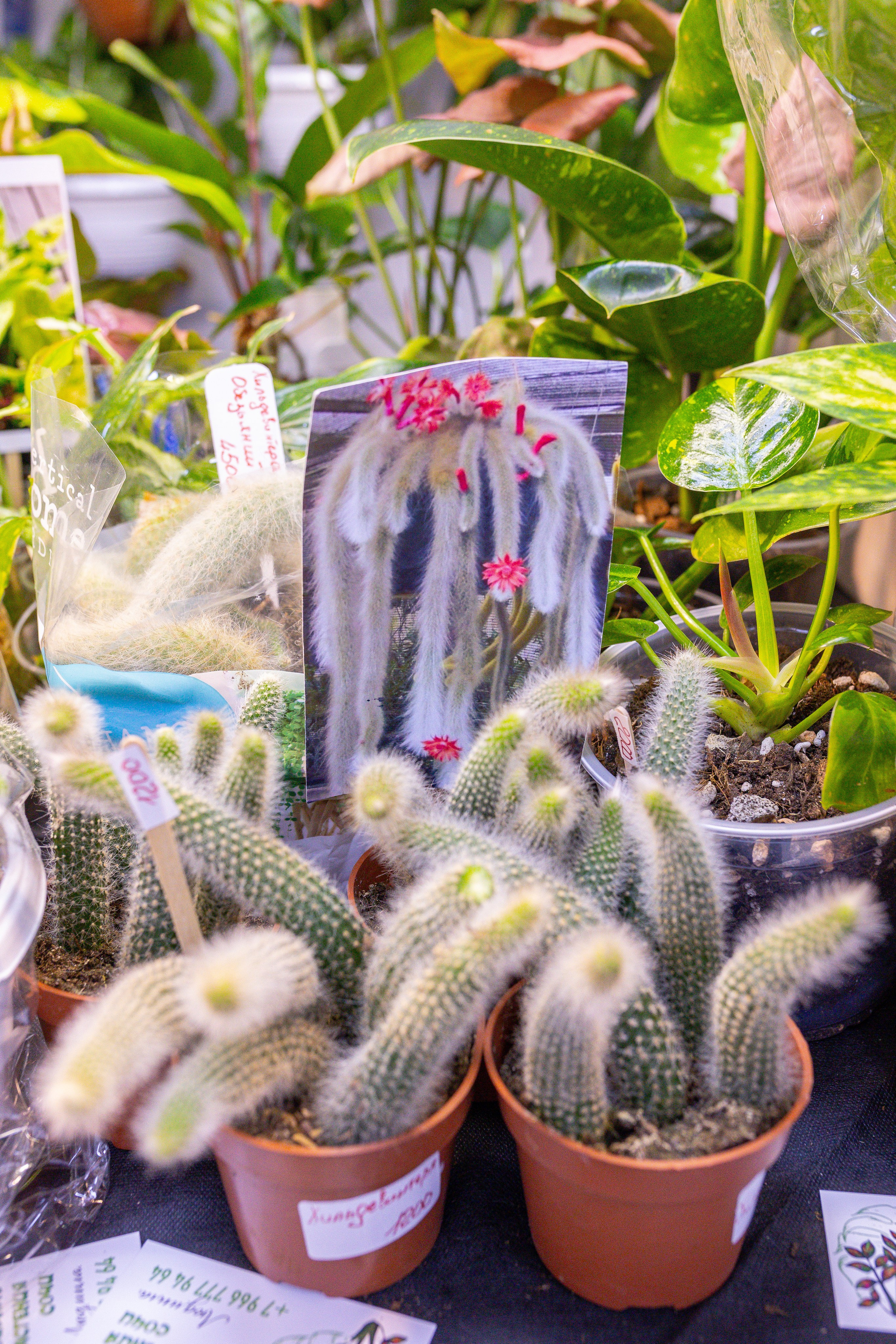 Монстериум 11–12 октября. Александра Куликова фотограф, Москва