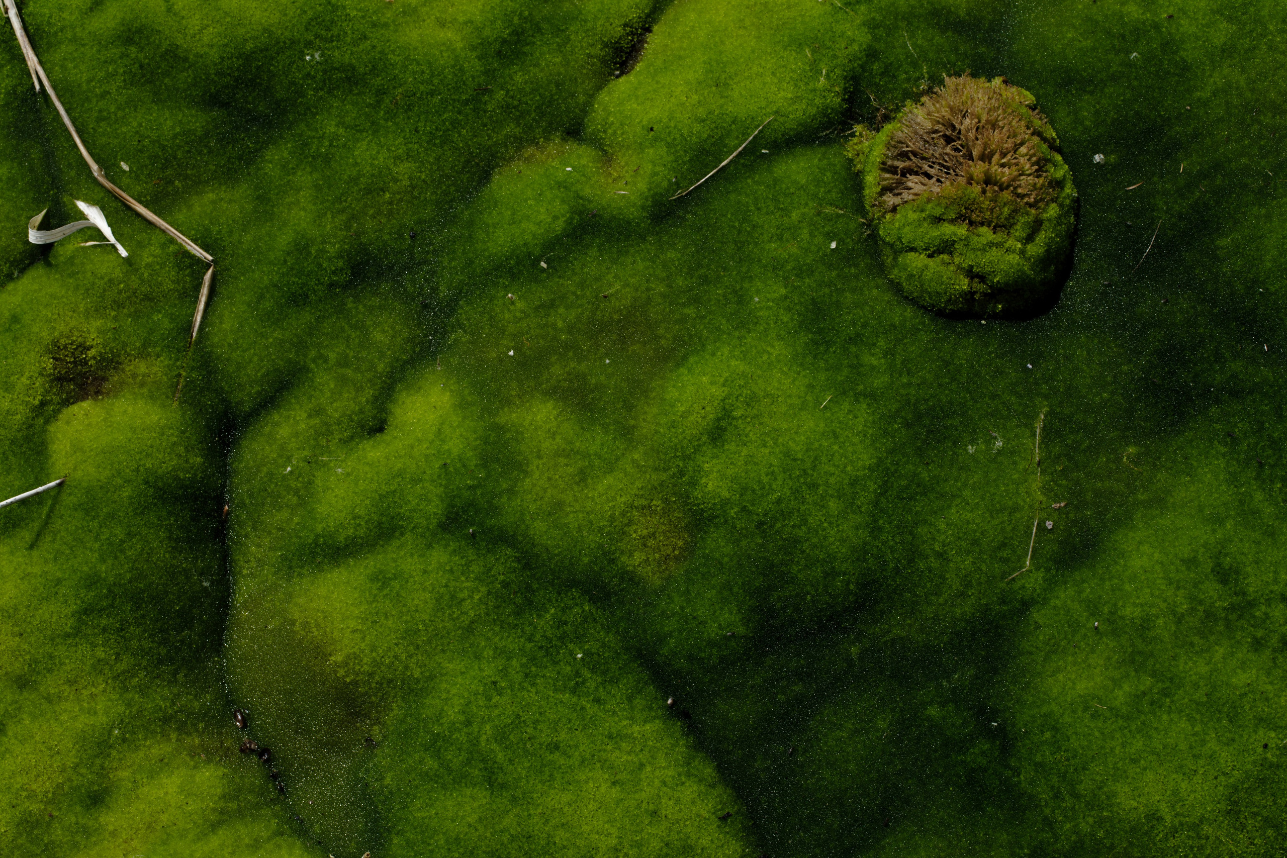 Portfolio. @beingabird.photography