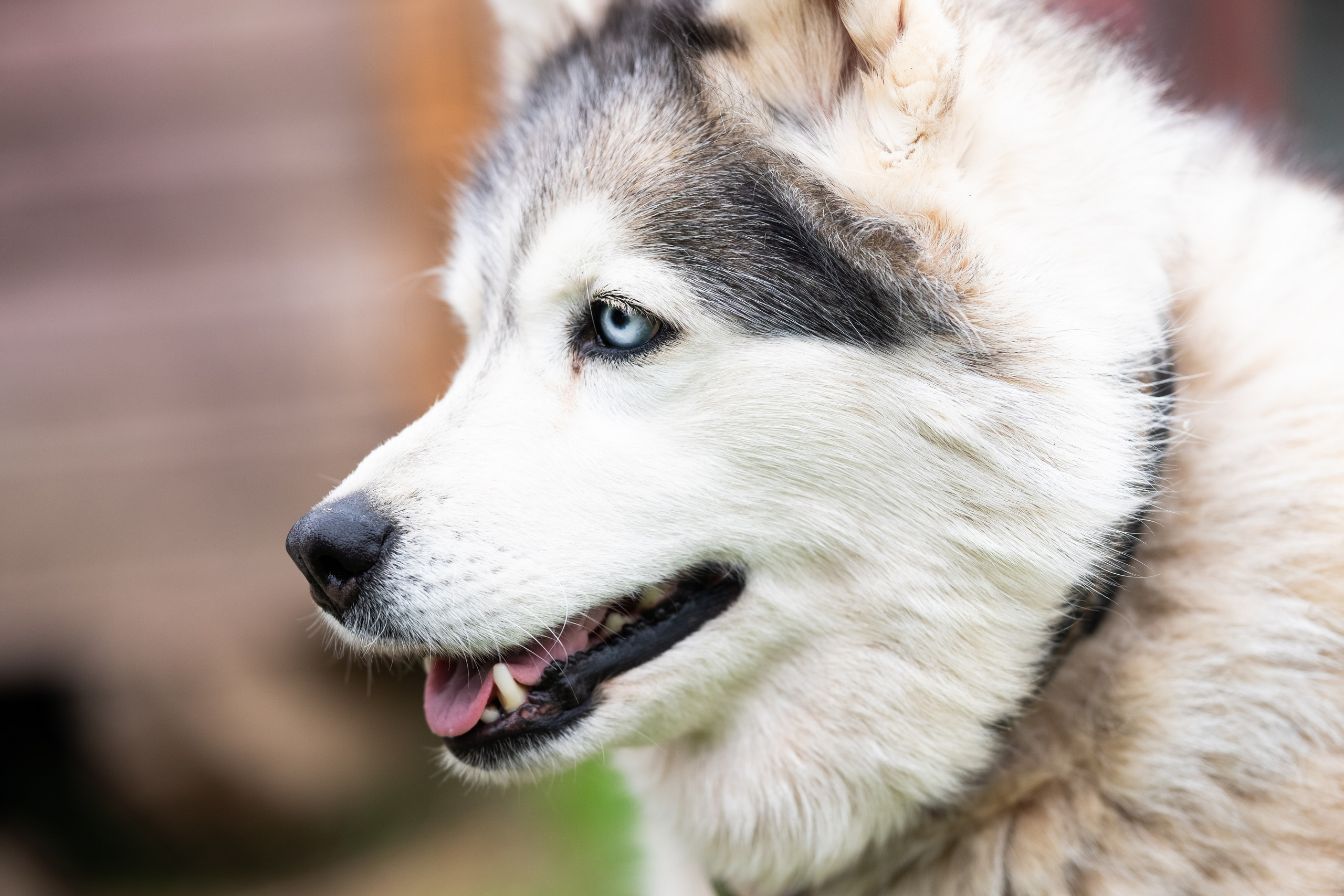 Приют Хаски. KRUTOVA_фотографирую жизнь