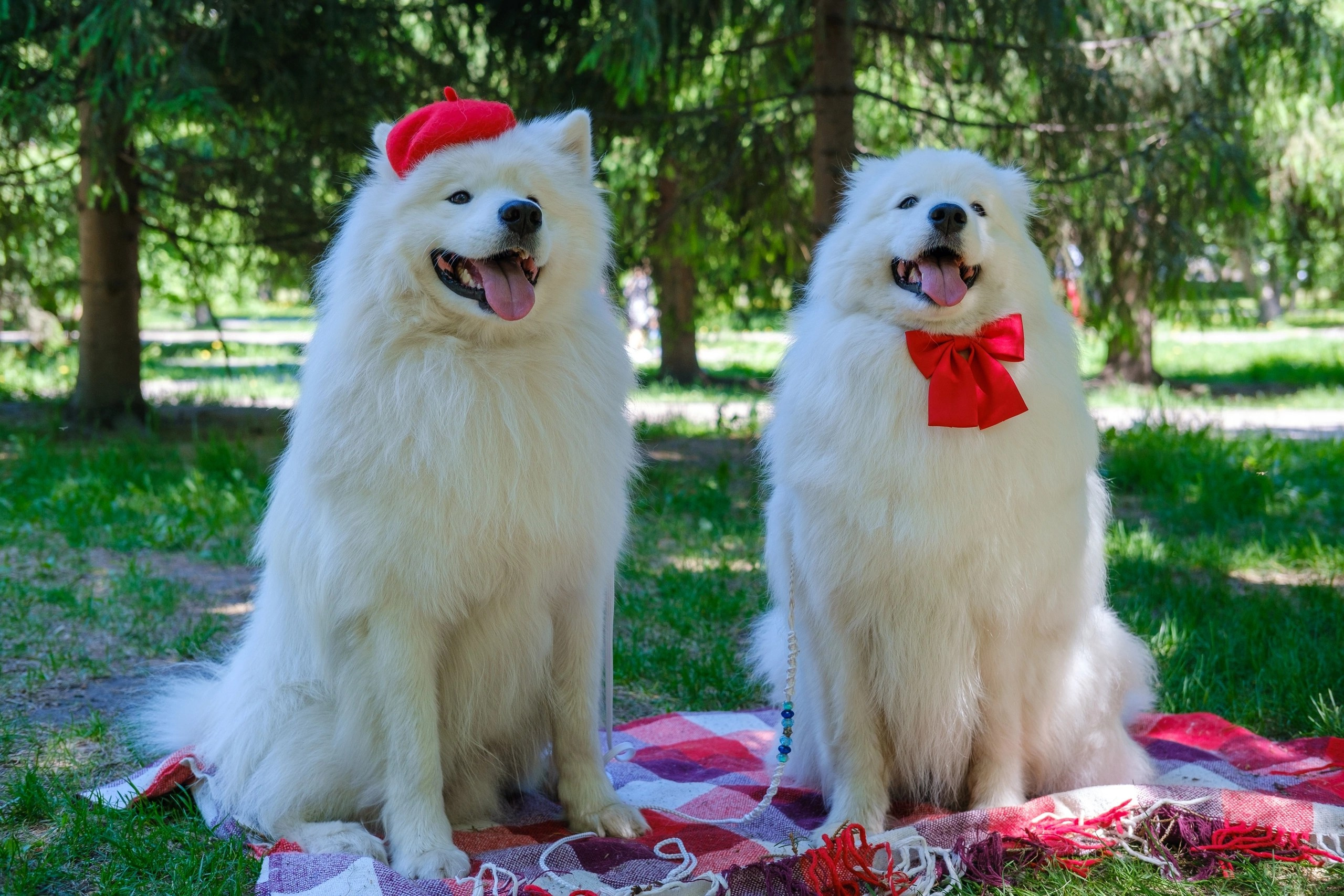 Благотворительная фотосессия. Самоед Новосибирск