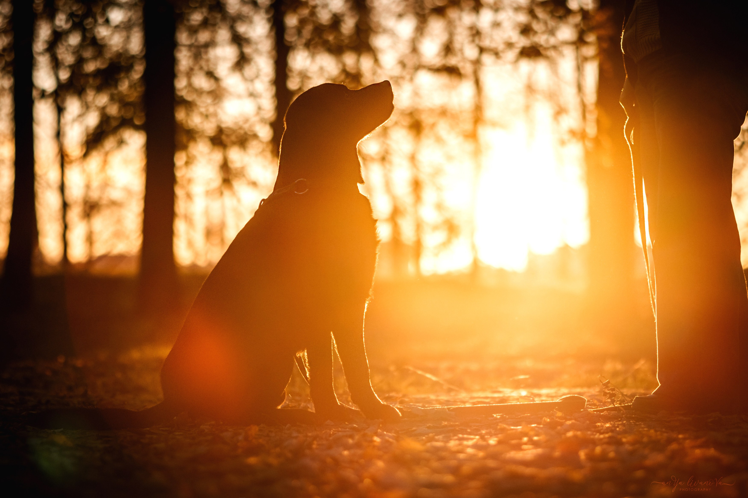 Оскар и его семья в парке. Фотограф анималист Аня Ливанова | Рыбинск