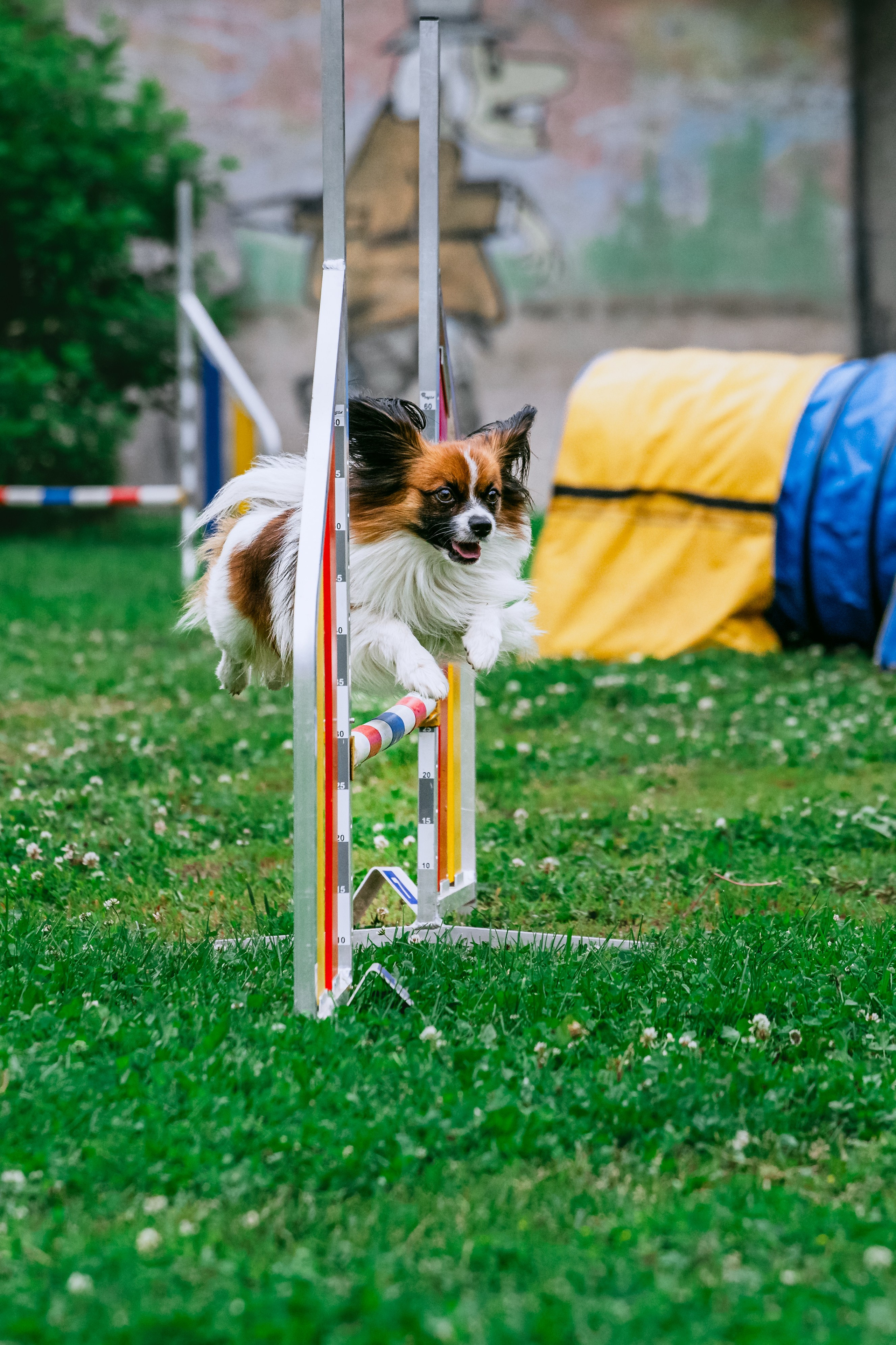 Соревнования по аджилити Долгопрудный 30.06.2025. Фотограф-анималист Татьяна Степанова