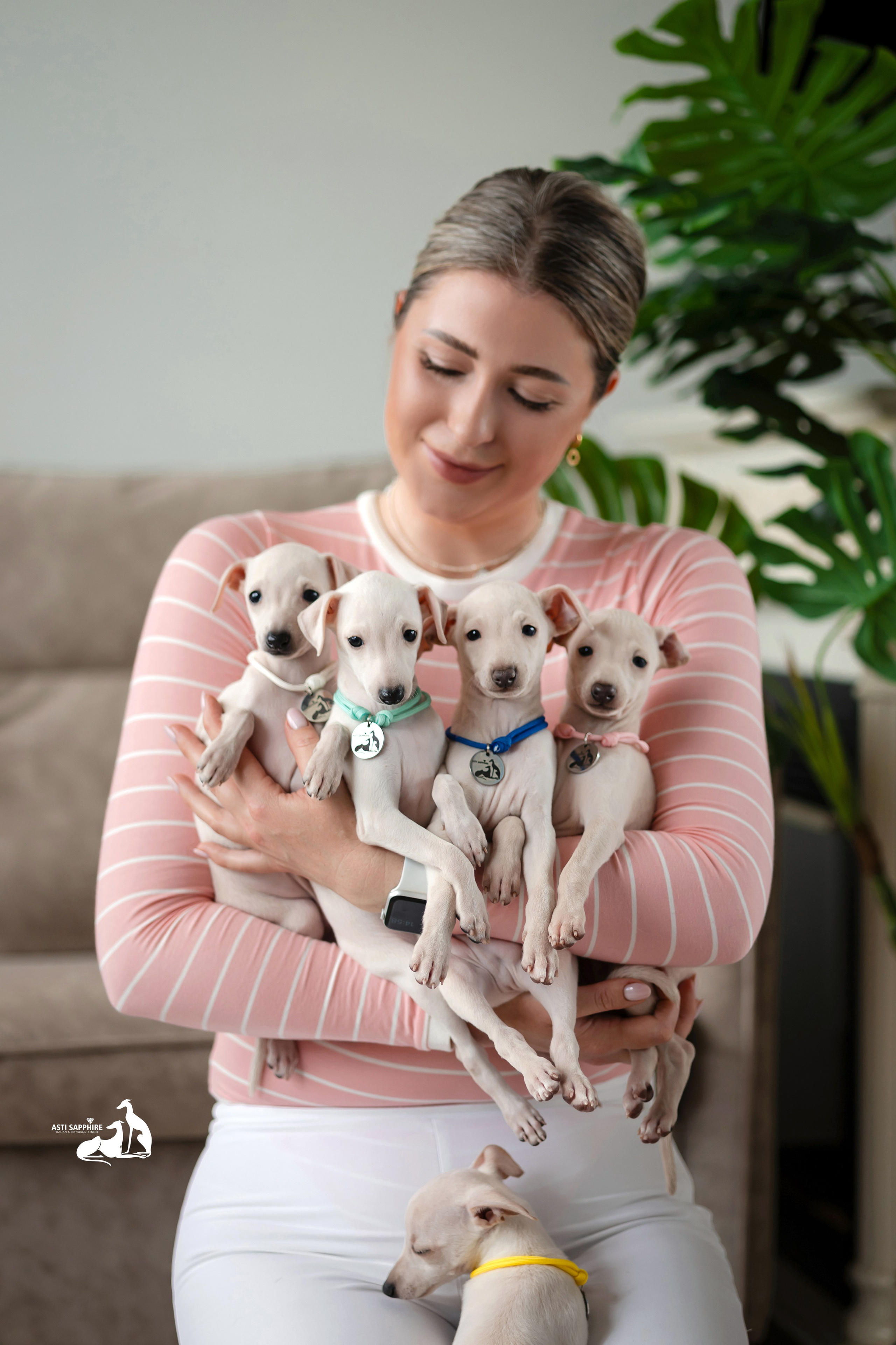 Белоснежные. Professional Italian Greyhound Kennel RKF/FCI ASTI SAPPHIRE 💎 Sochi|St. Petersburg