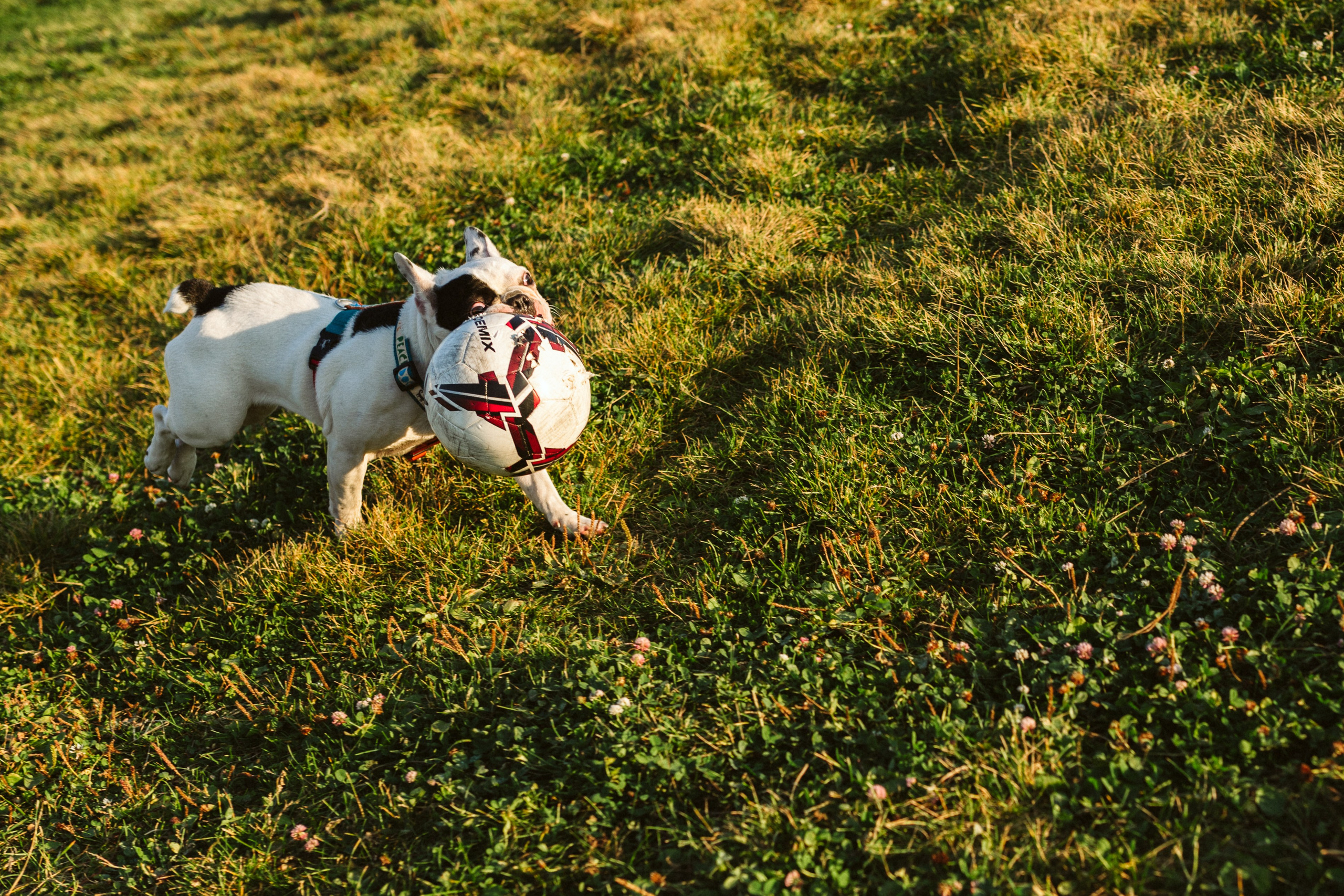 Инна и Белль. Фотограф анималист в Москве Ольга Агушева