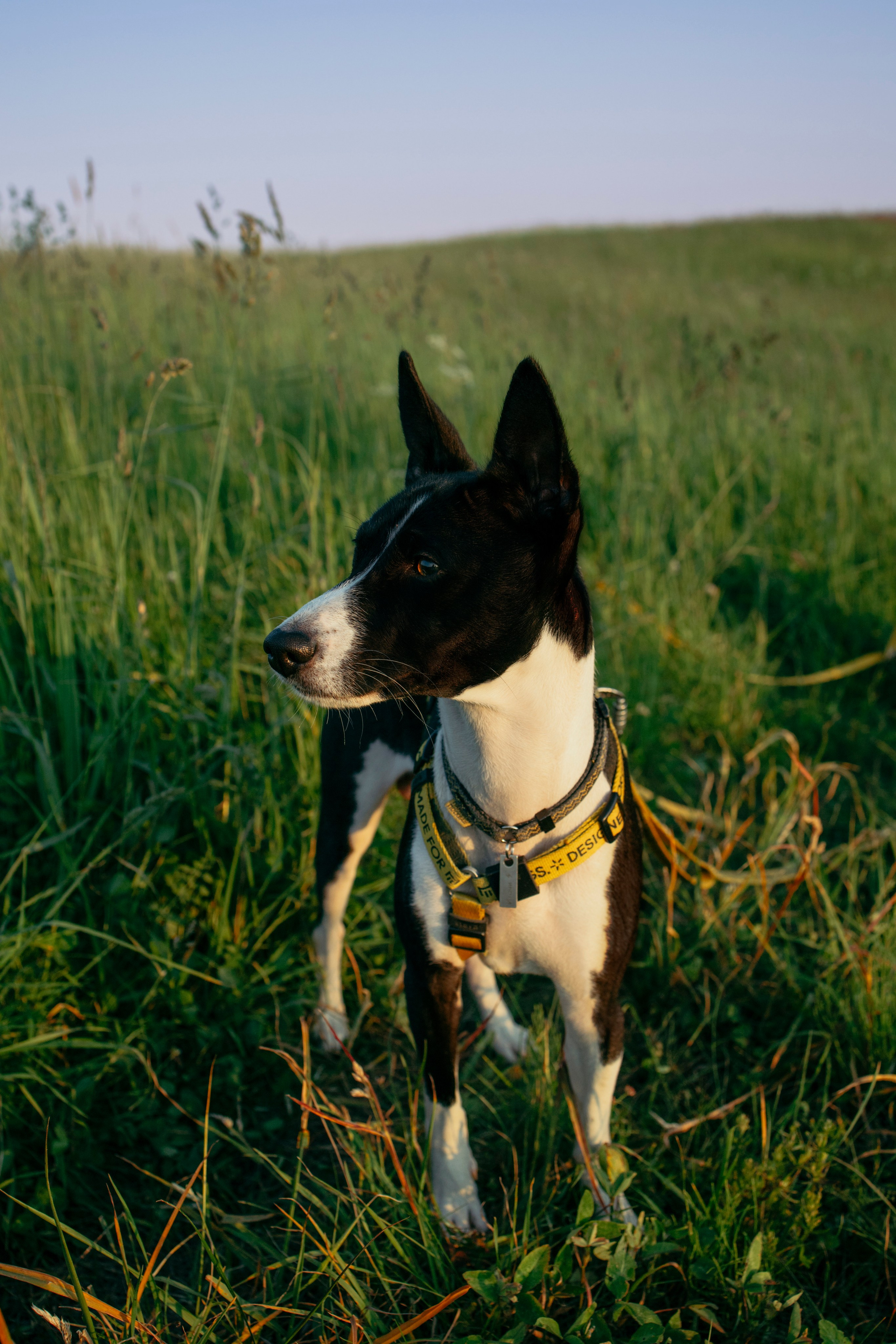 Итачи и его семья 🐾. Фотограф-анималист в Санкт-Петеребурге Титова Алиса
