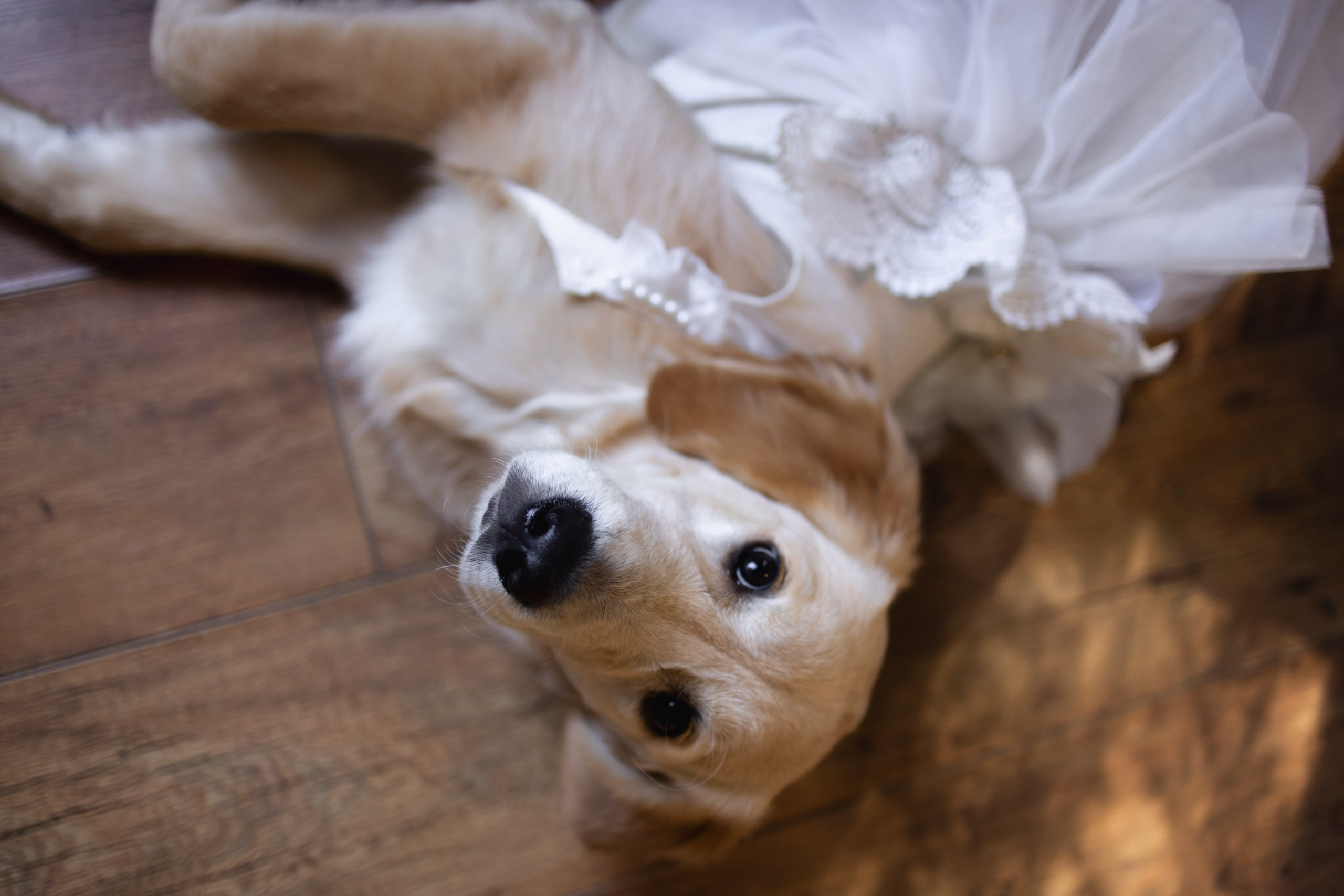 Илья и Анна. Профессиональная видео и фото съёмка в Калуге и области