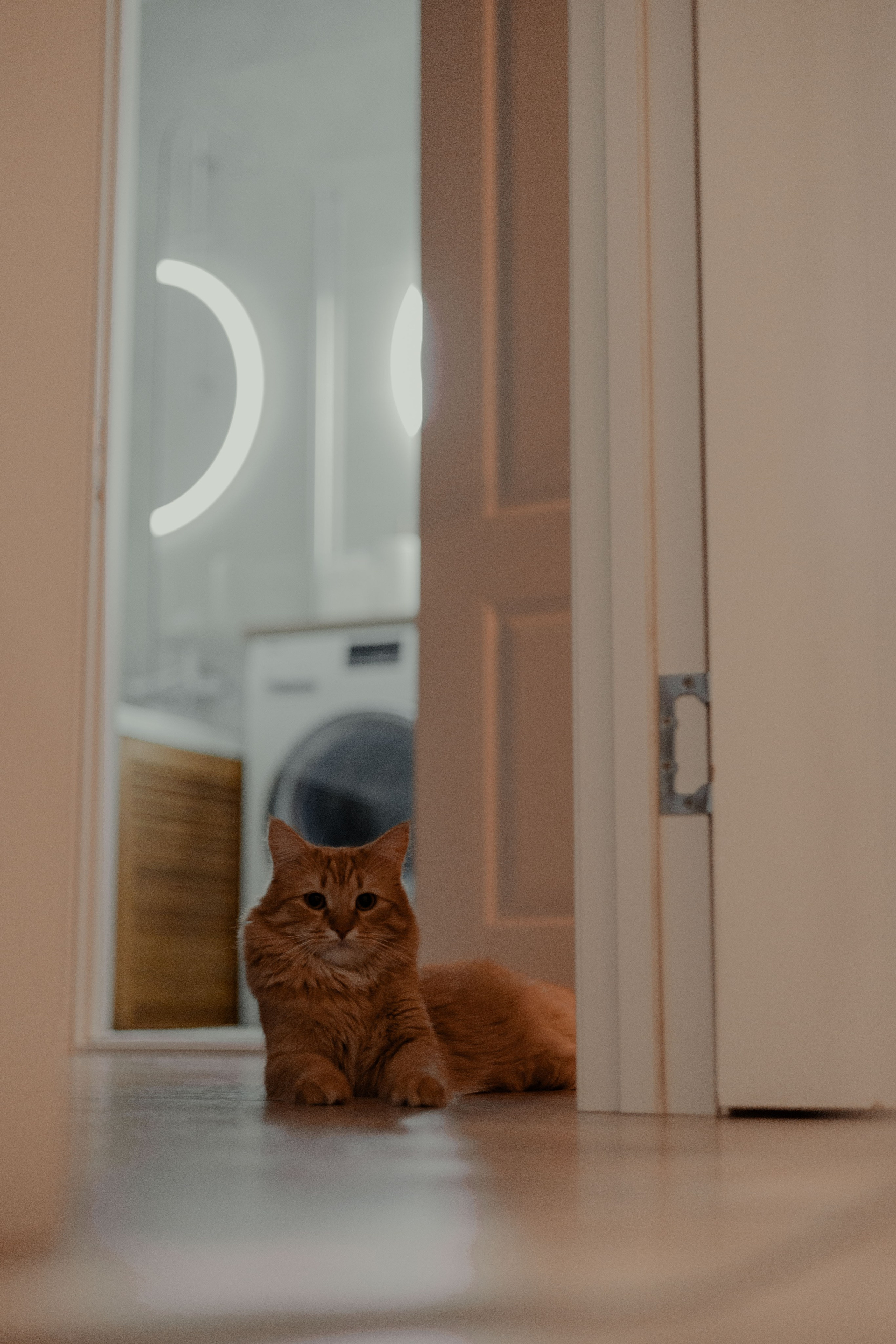 Рыжий Маффин, Алёна и Антон. Фотограф Анималист Екатерина Справцева в Нижнем Новгороде