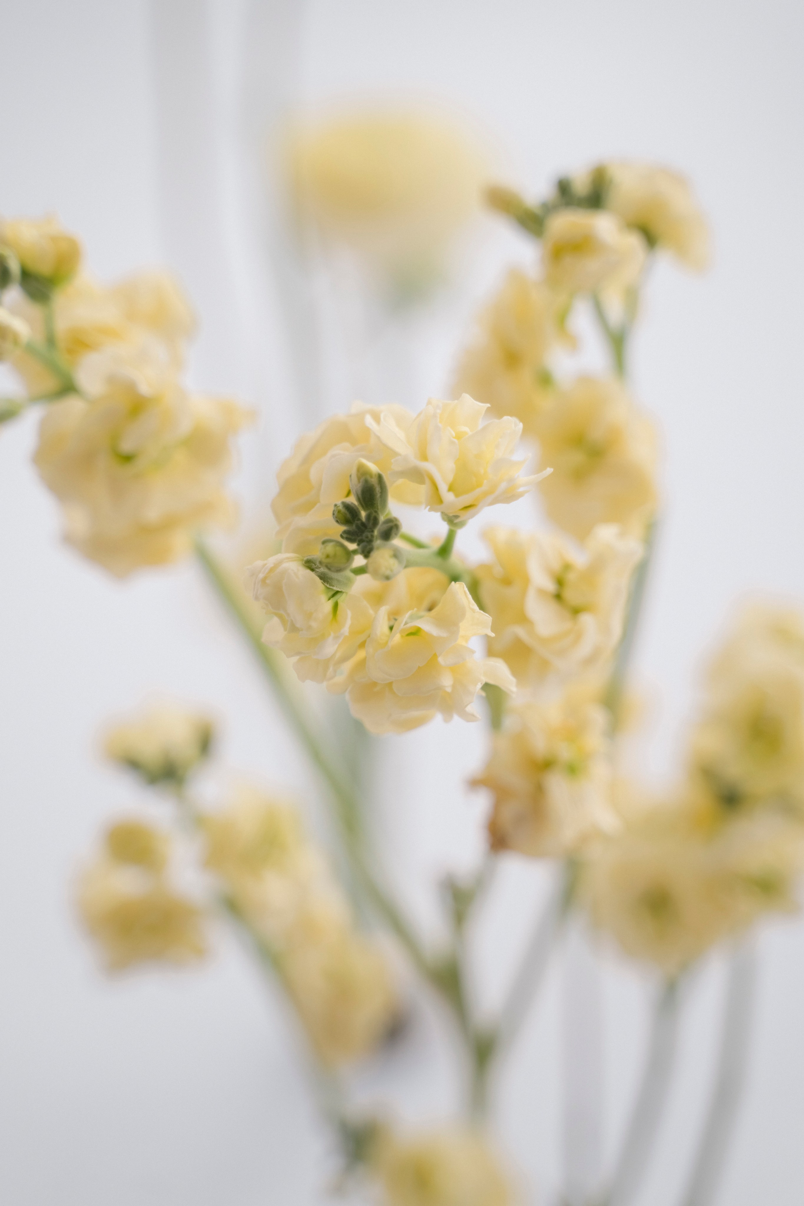 BFF. Семейный и детский фотограф в Москве