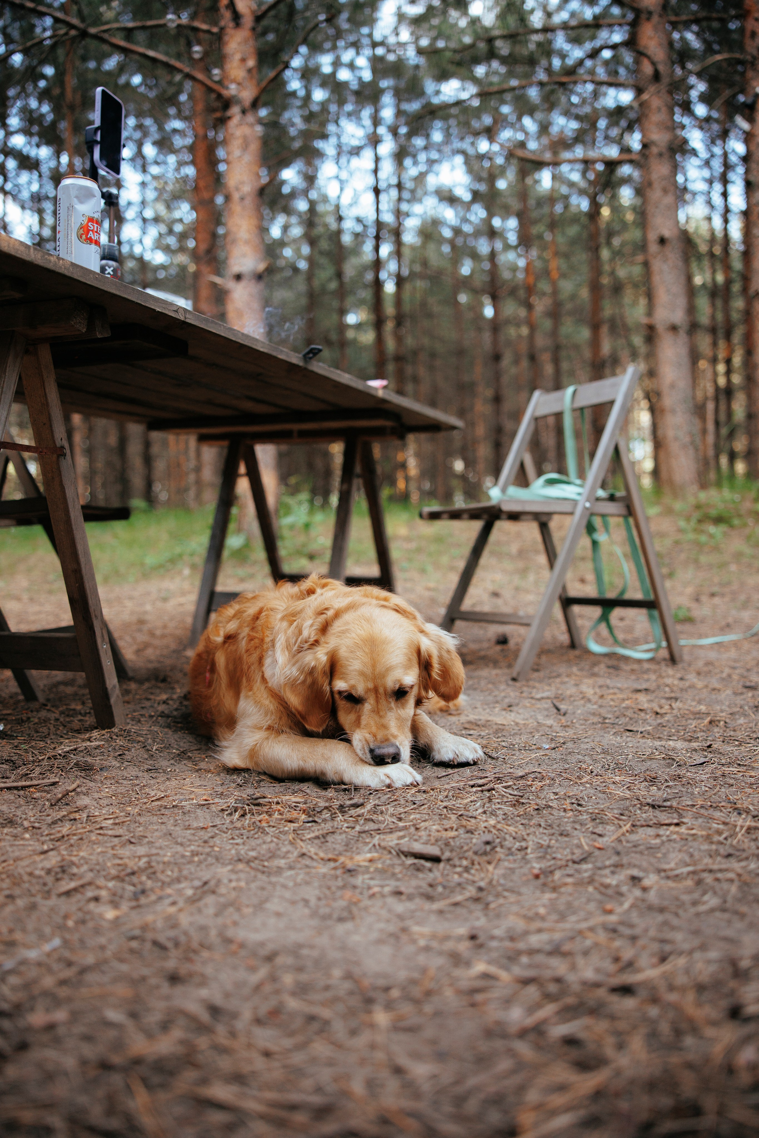 Съемка с собакой. Анастасия Белаш