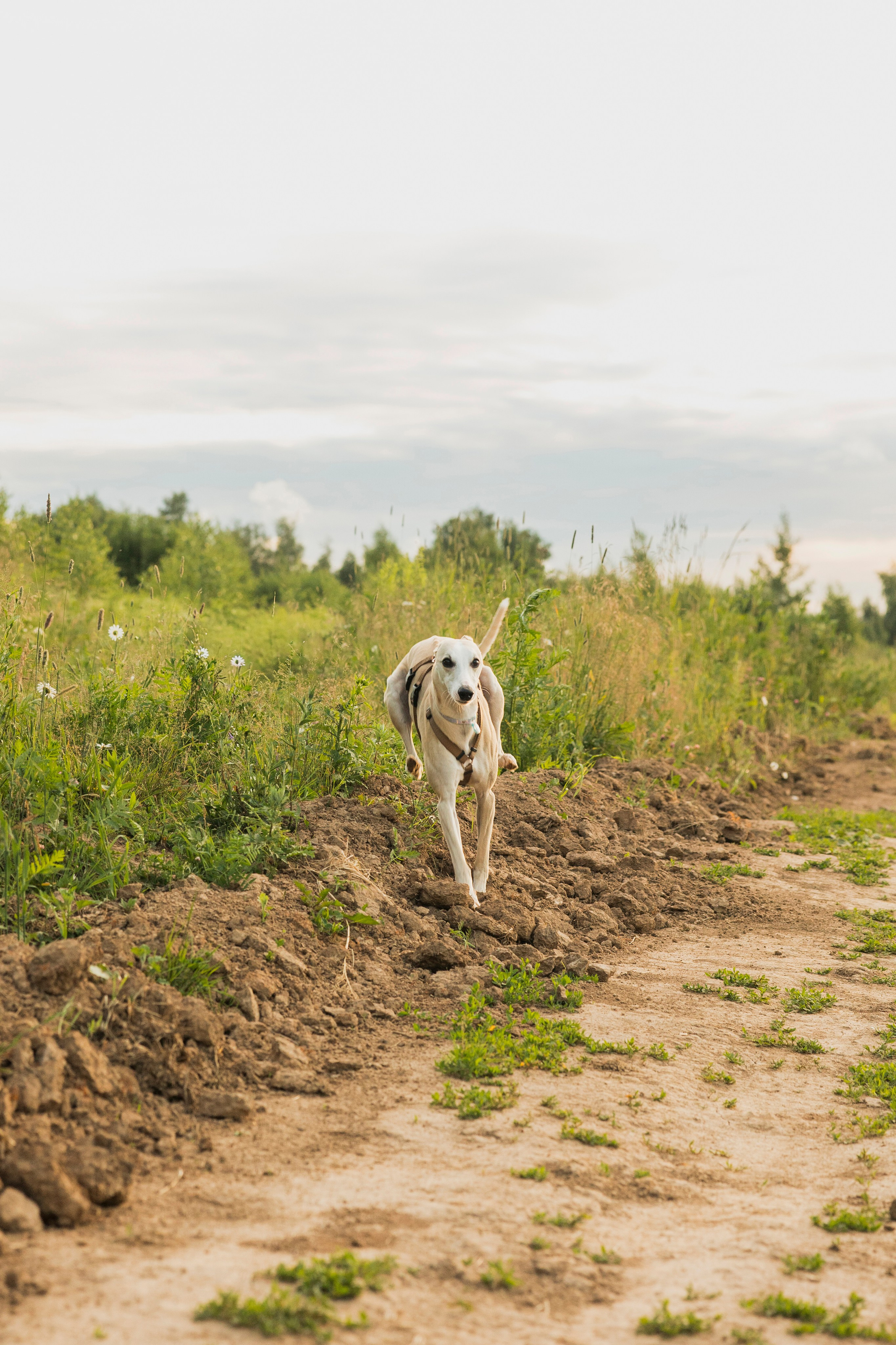 Нел. Анастасия Белаш