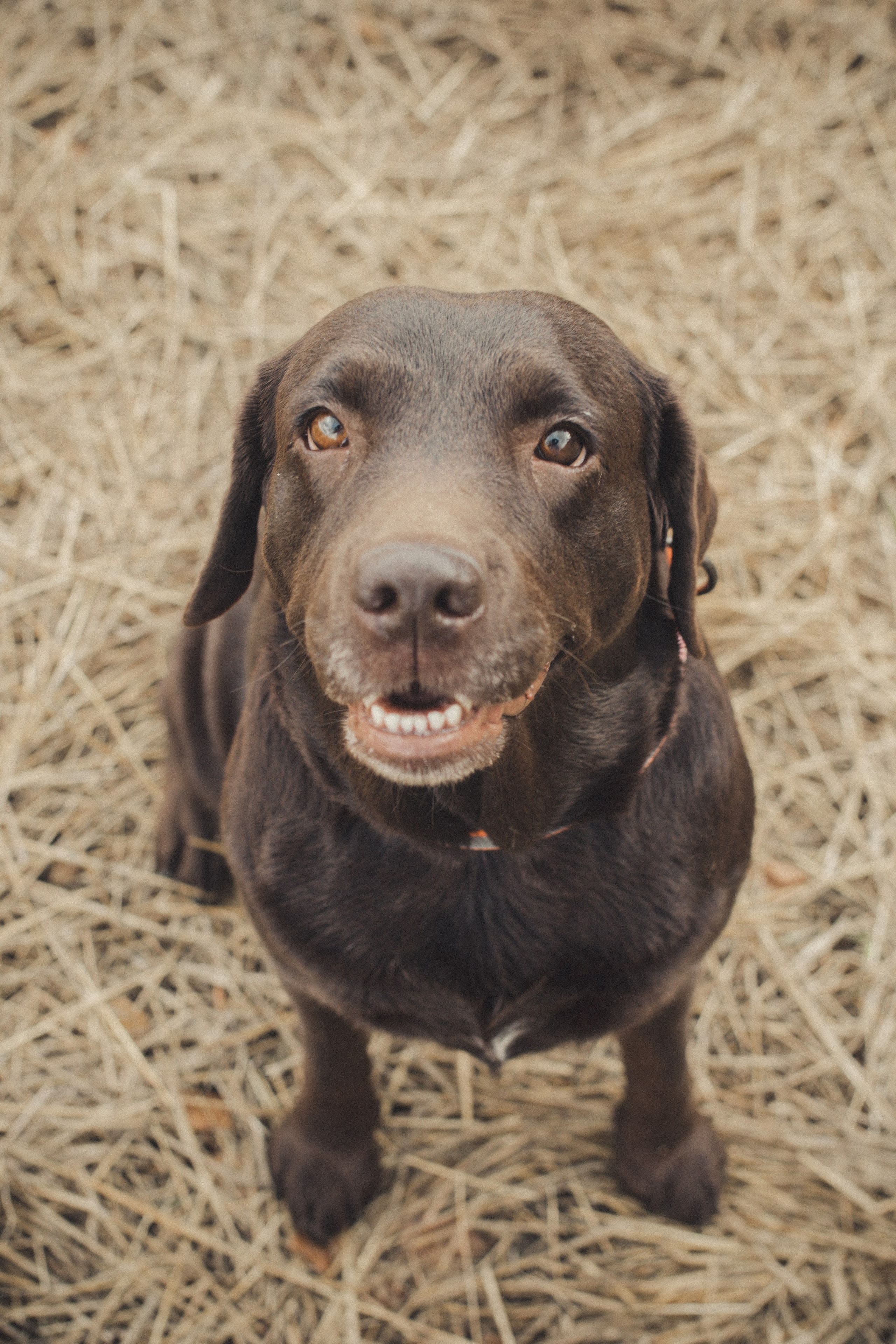 Природа/Животные