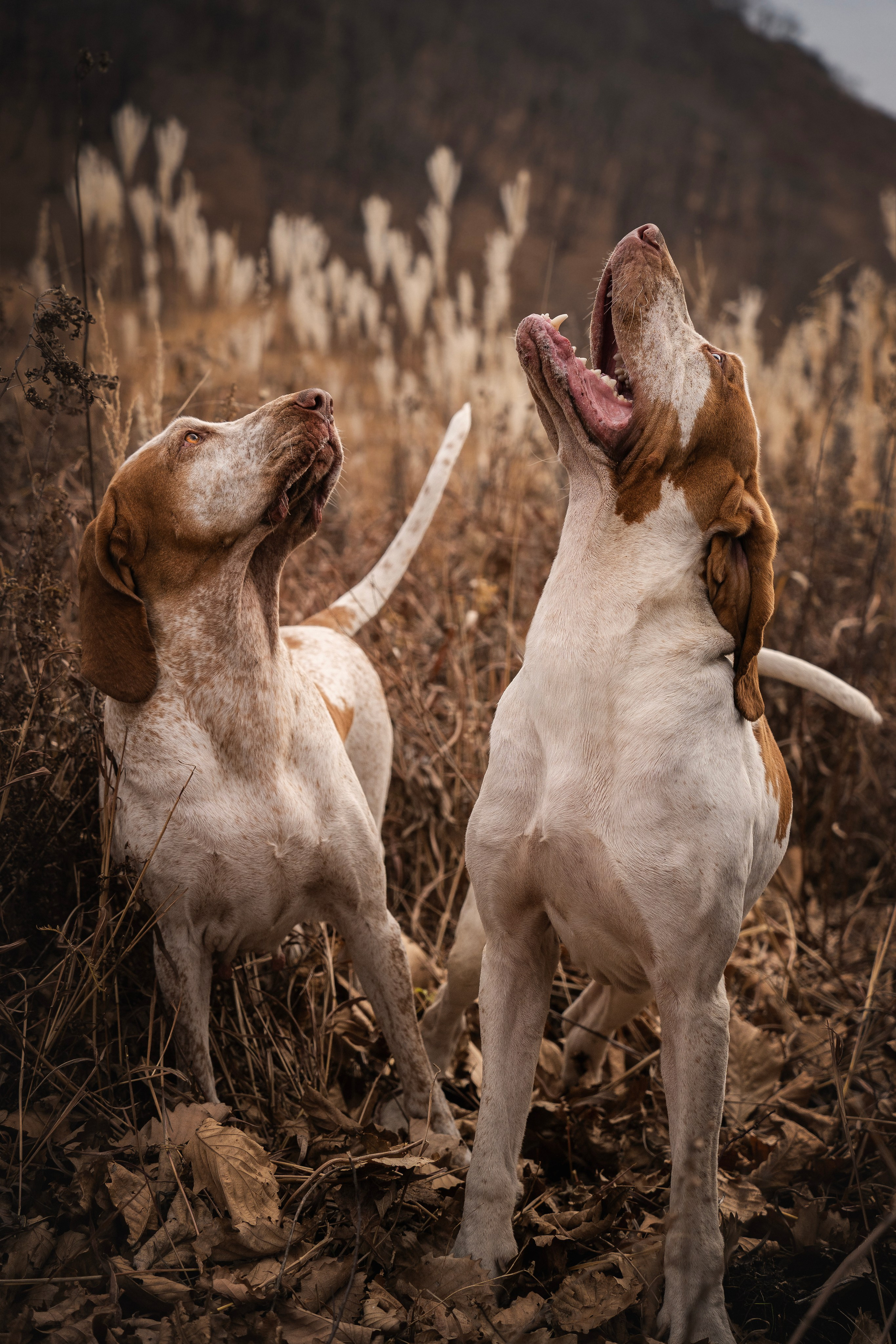 Итальянский бракк Стеша и Любомир. Семейный фотограф анималист г. Находка