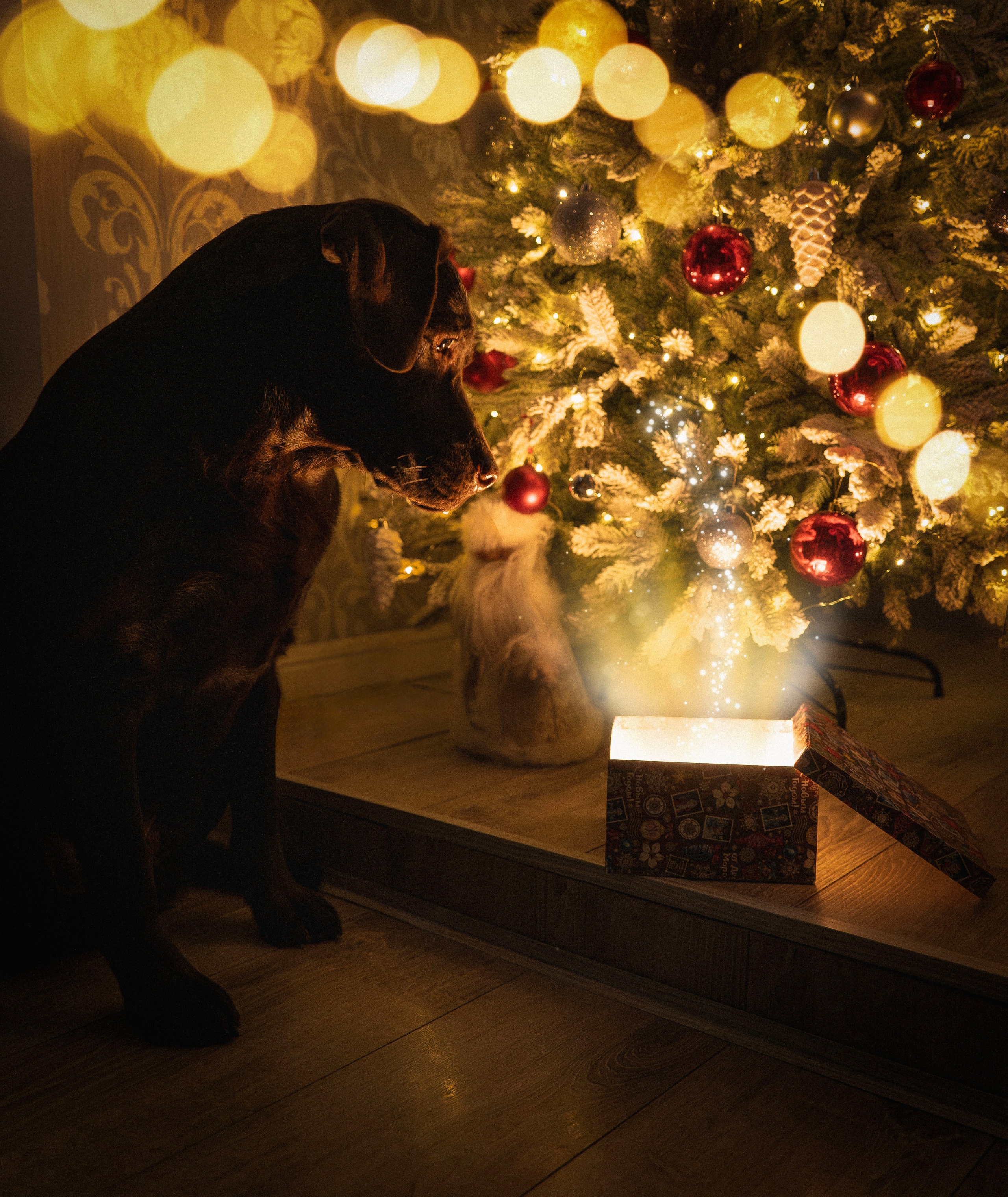 Волшебство. Семейный фотограф анималист г. Находка