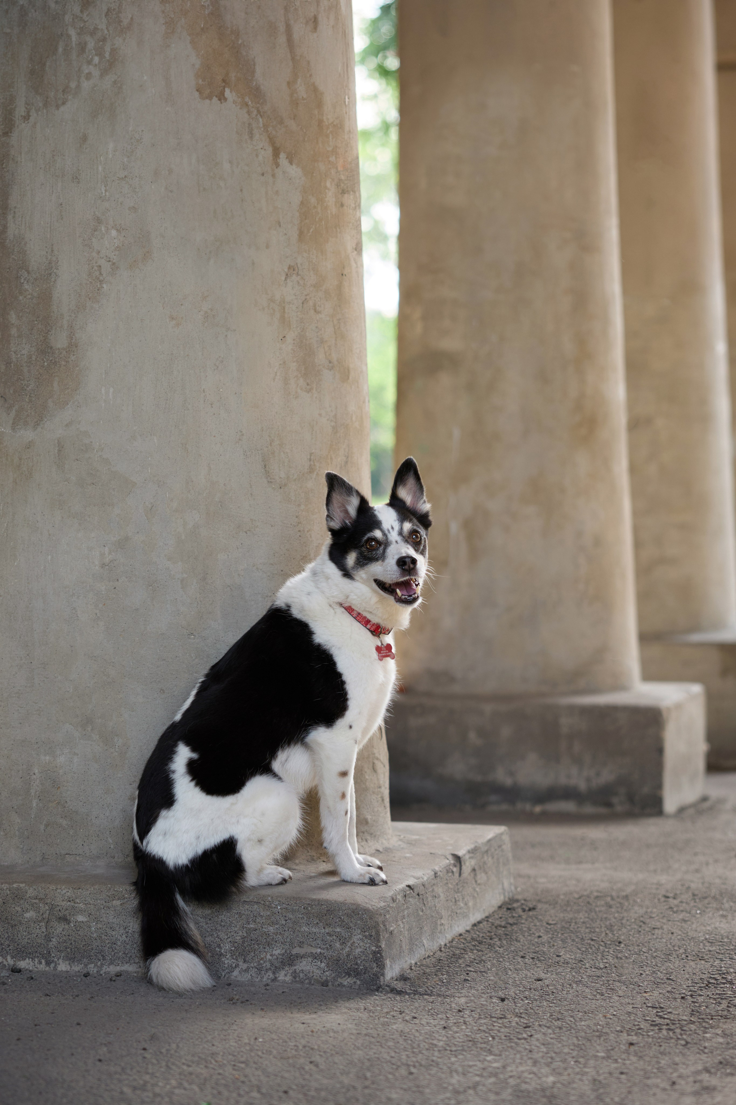 Диана и Рея. Фотограф анималист в Казани Алина Сулейманова. Фотограф животных