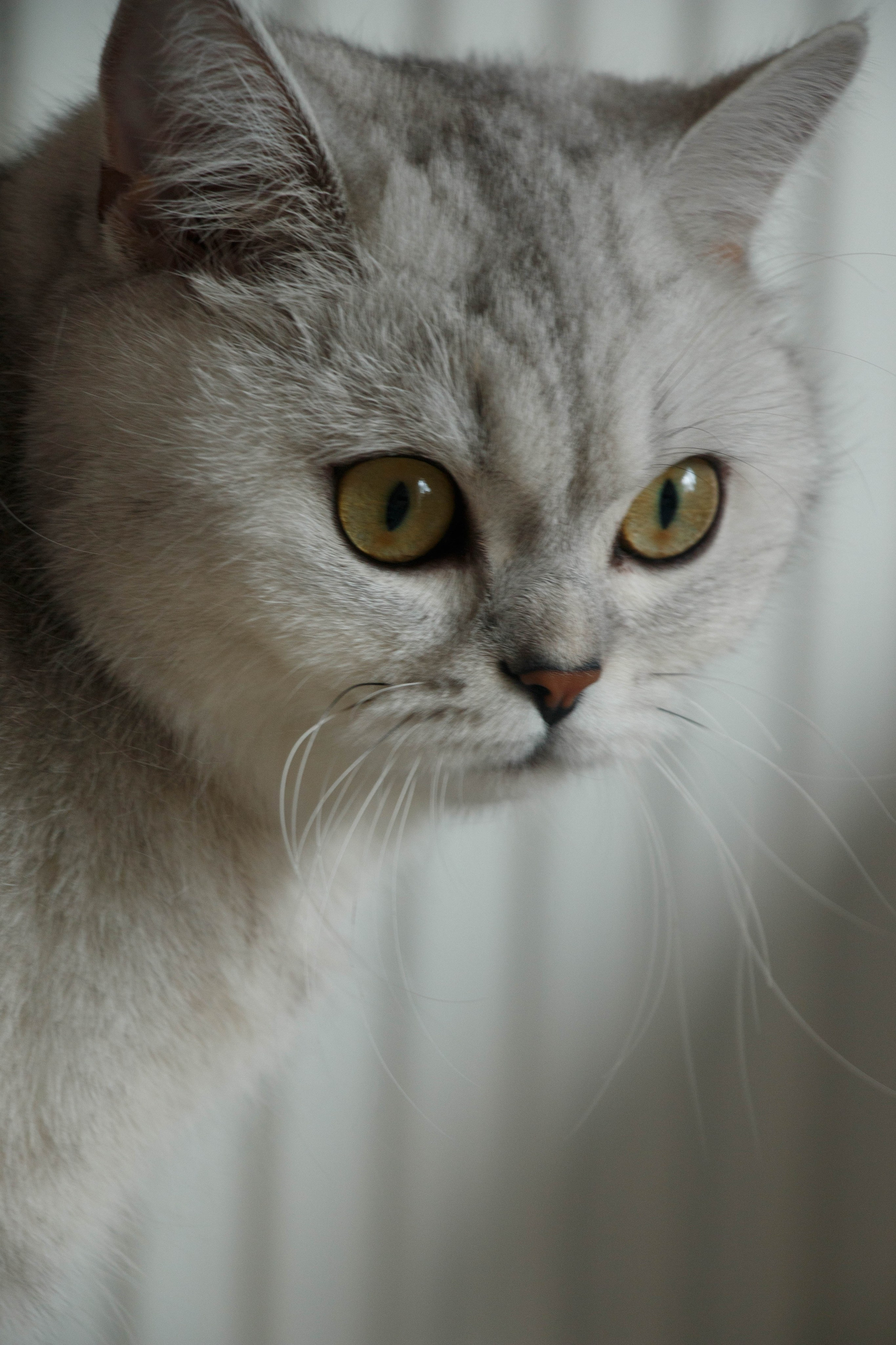 NASTYA & KITTI. Бережно сохраняю ваши чувства и истории на своих фотографиях